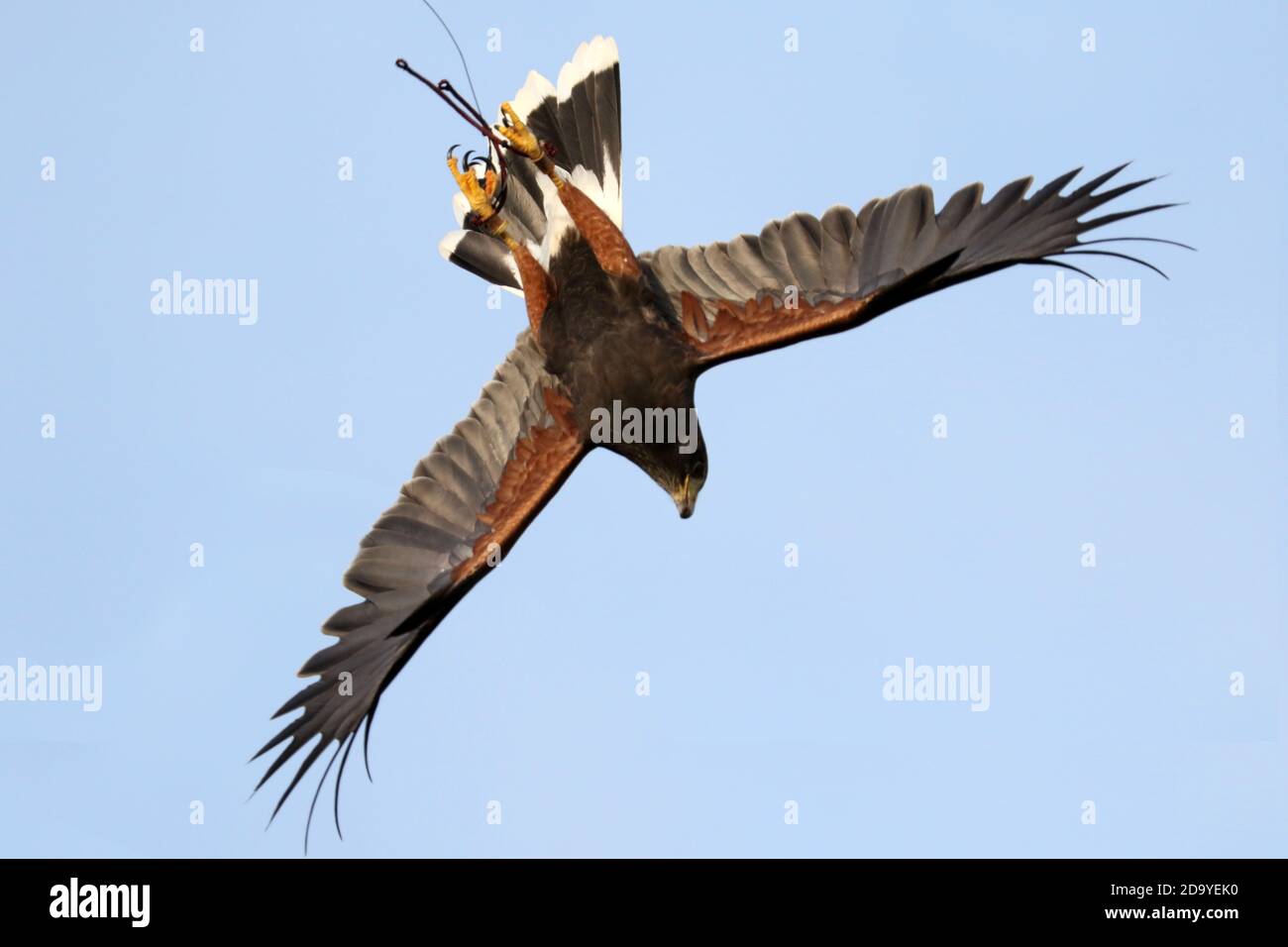 Harris Hawk in volo per la falconeria Foto Stock