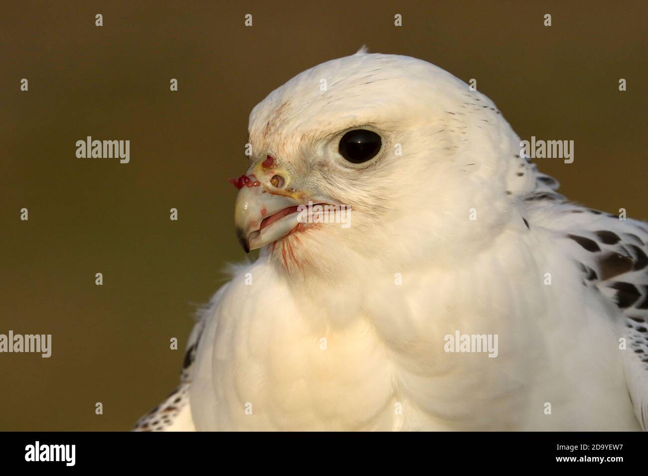 Gyrfalcon è stato addestrato per la falconeria Foto Stock