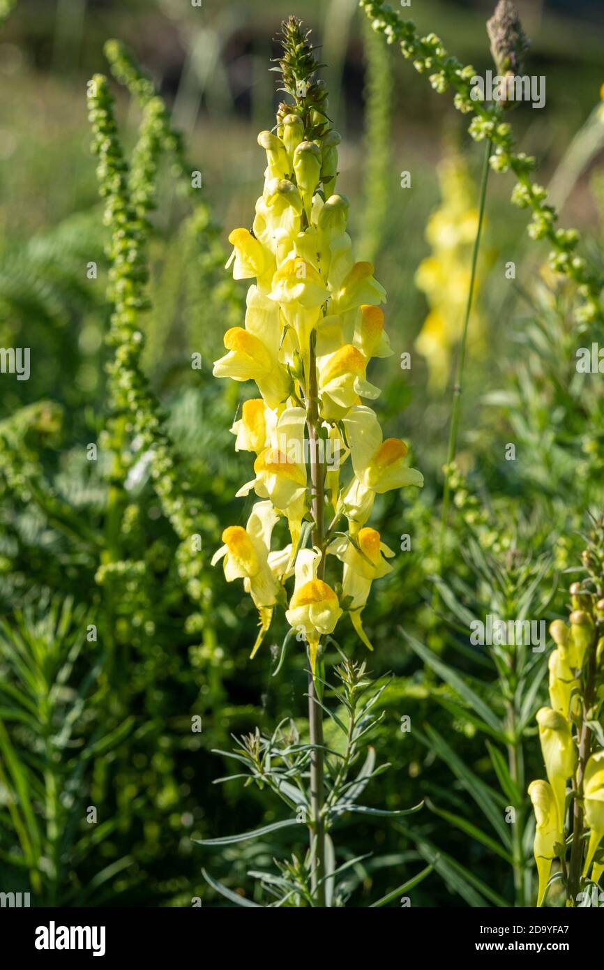 Comune toadflax, Linaria vulgaris Foto Stock