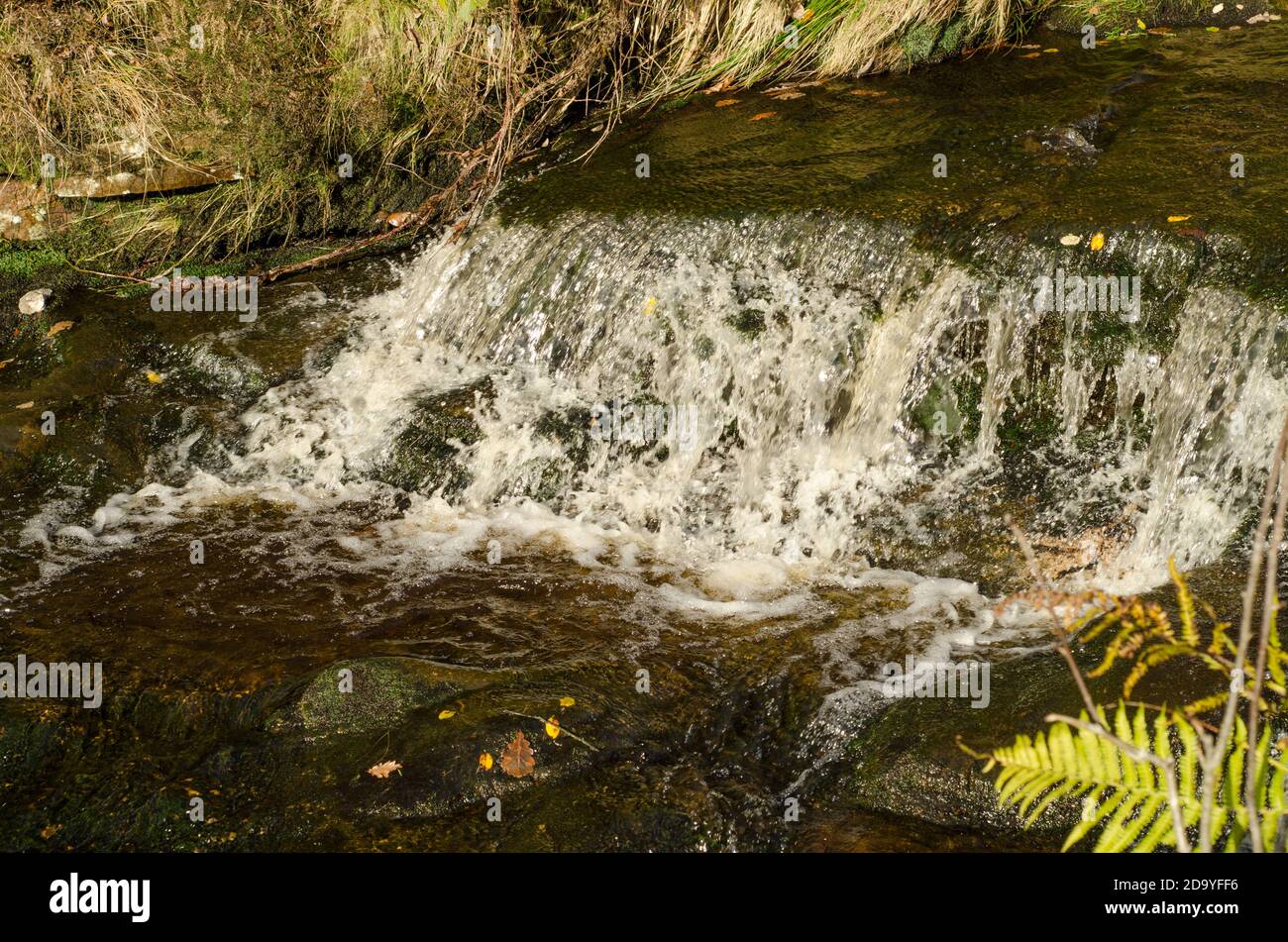 Piccola cascata Closeup Lead Mines Clough Anglezarke Rivington con autunno Caduta foglie e felci Foto Stock