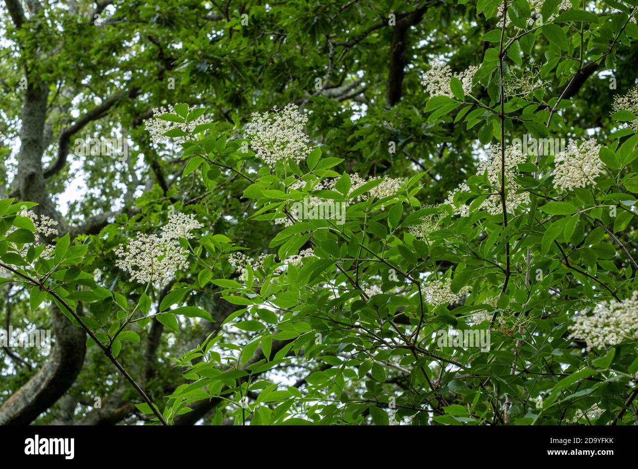 Fiori di sambuco (Sambucus nigra, o anziano comune) Foto Stock