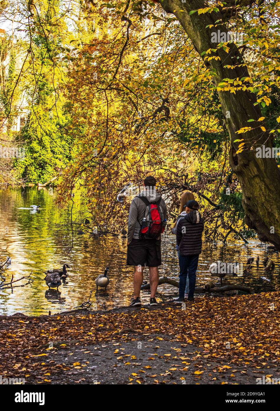 Alimentazione anatre nel parco. Foto Stock