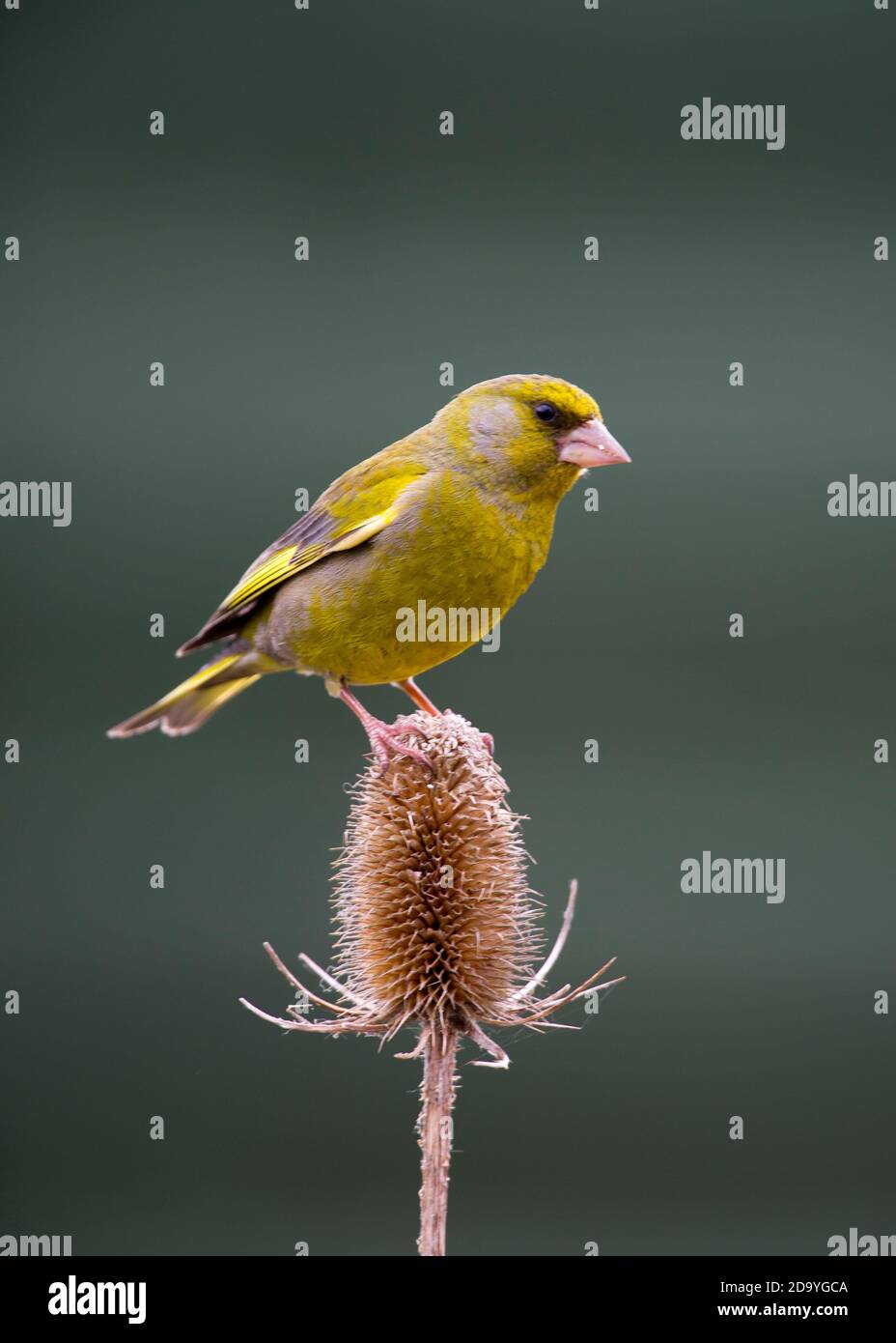 Finch verde appollaiato sulla parte superiore della pappa Foto Stock