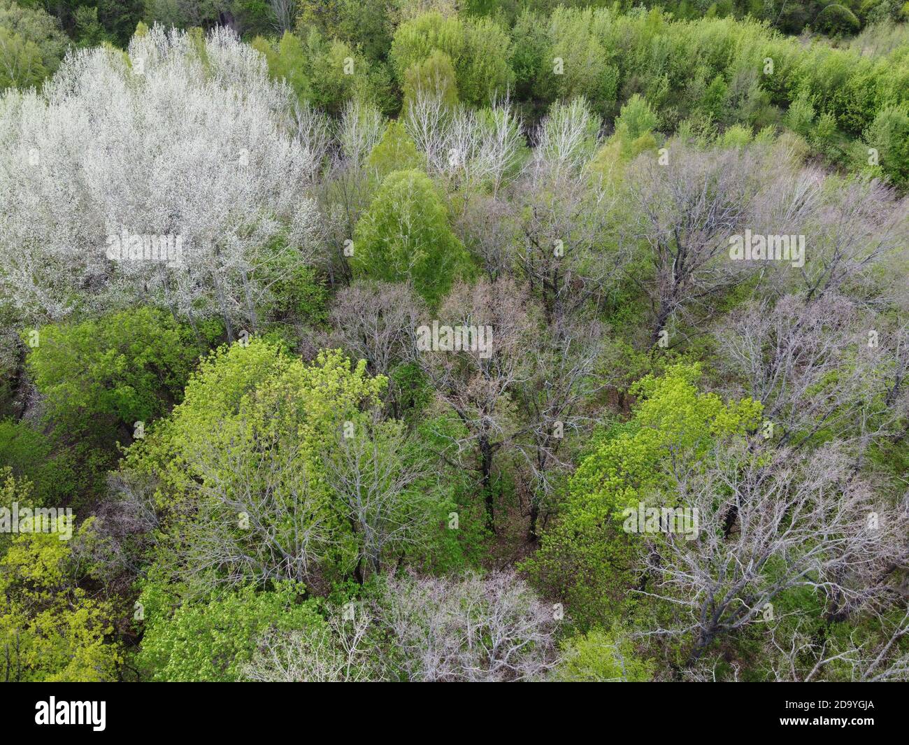Una varietà di alberi nella foresta primaverile, vista aerea. Foresta di zona climatica temperata. Foto Stock