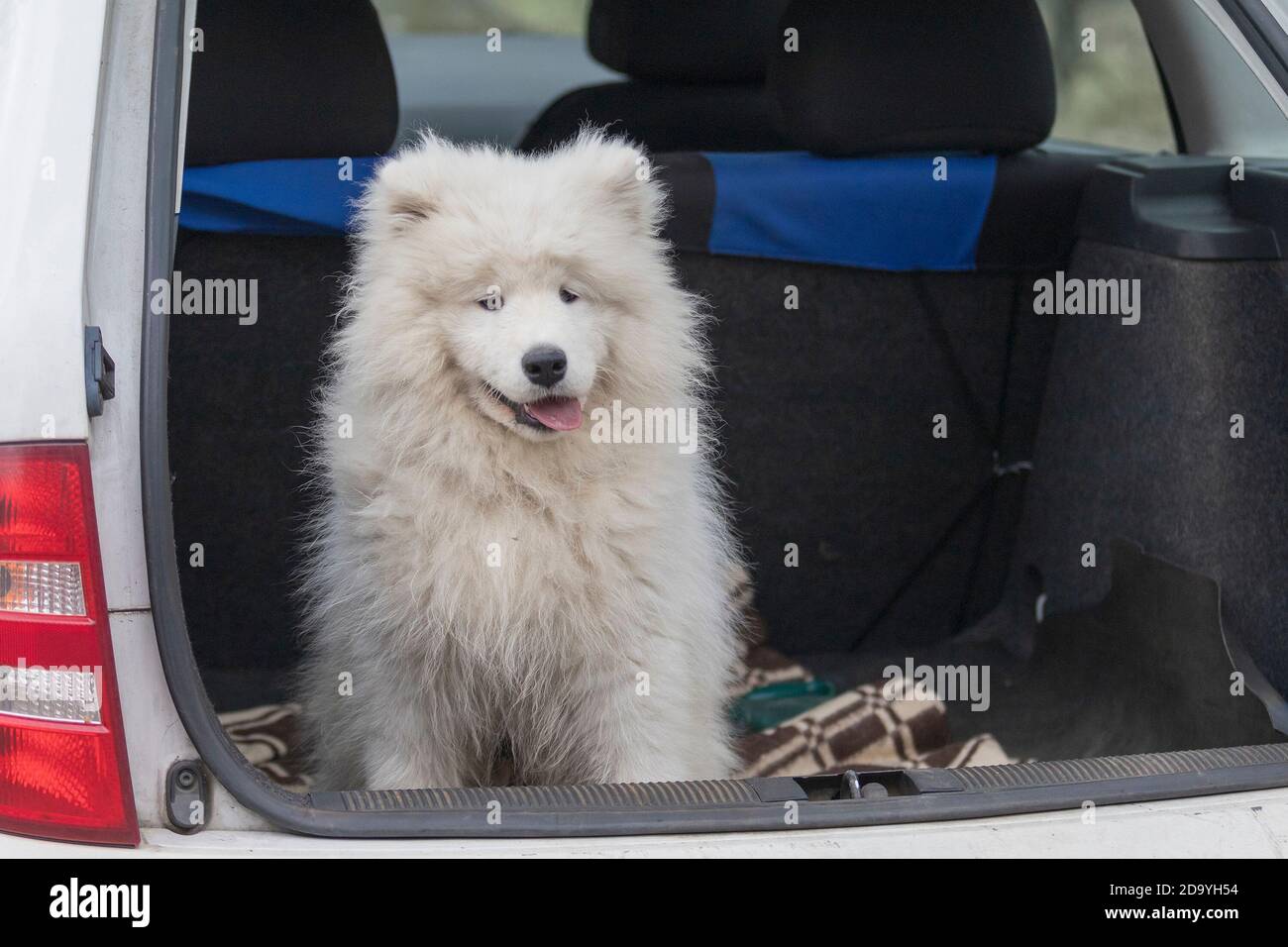 Samoyed - Samoyed Beautiful razza cane Siberiano bianco. Cucciolo di quattro mesi a piedi. Foto Stock