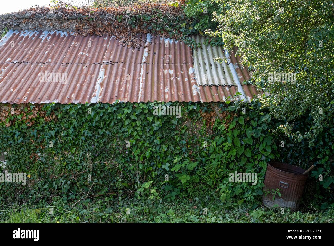 vecchio fienile corrugato coperto in edera al bordo di campo fattoria Foto Stock