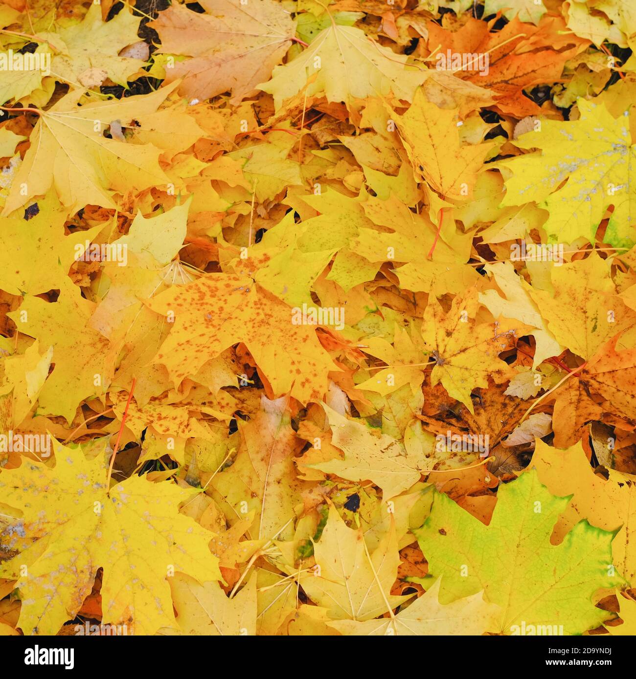 Caduta delle foglie. Sfondo autunnale con foglie di acero giallo e dorato caduto a terra. Luminoso fogliame autunnale. Sfondo autunno naturale Foto Stock