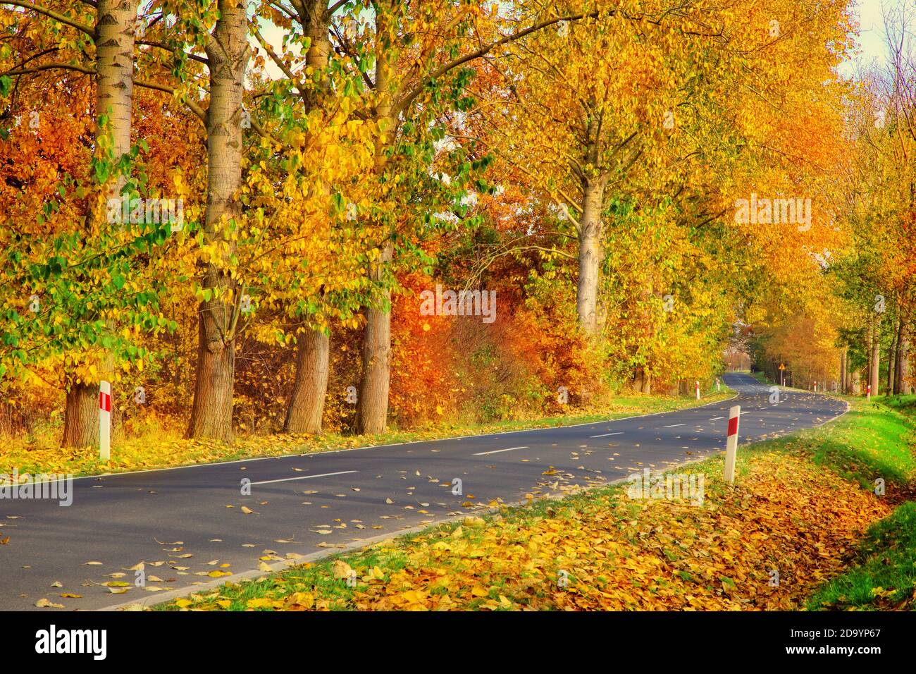 bell'autunno dorato e soleggiato e vuoto paesaggio stradale Foto Stock