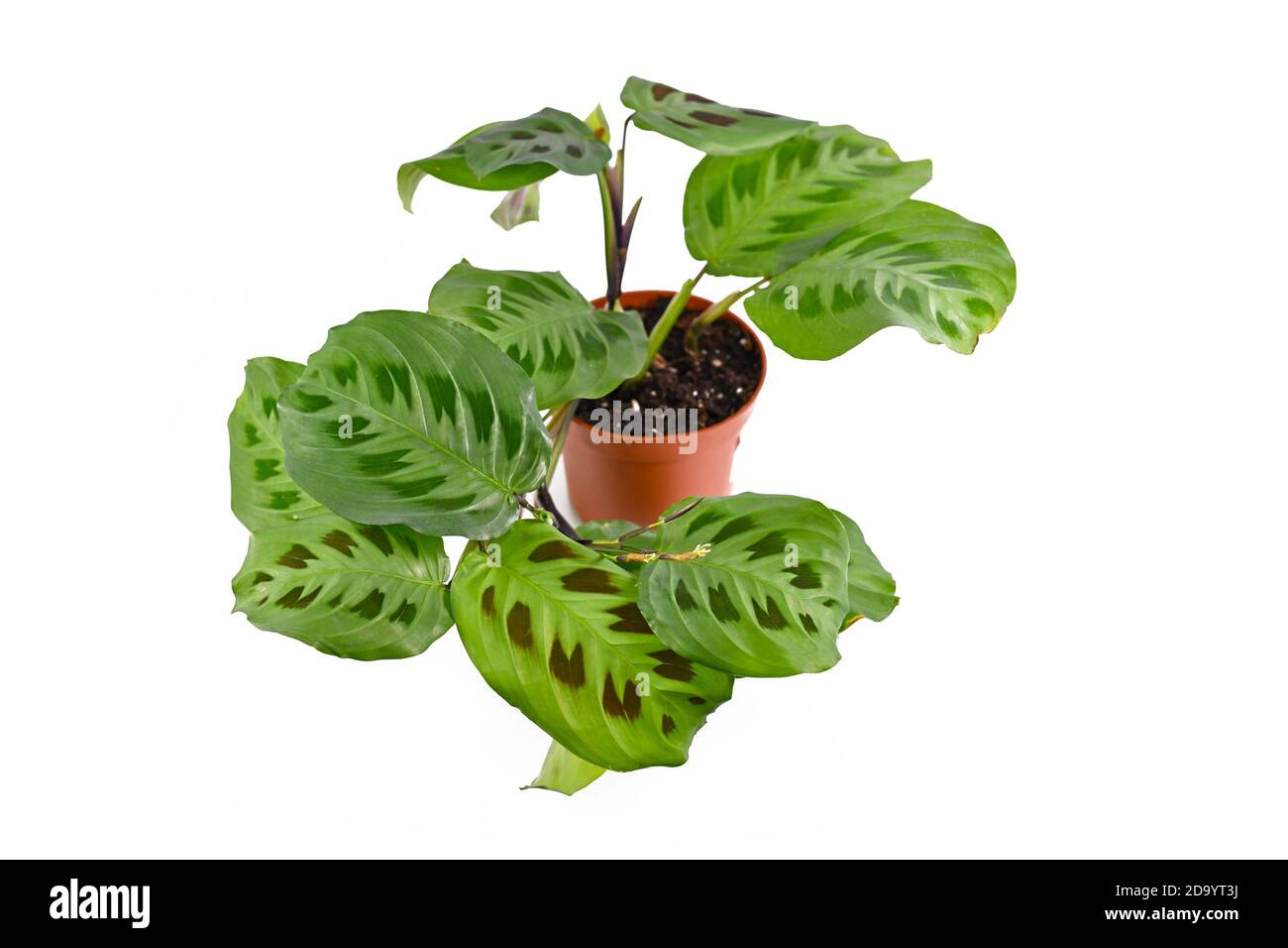 Pianta domestica completamente esotica 'Maranta Leuconeura Kerchoveana' in vaso di fiori isolato su sfondo bianco Foto Stock