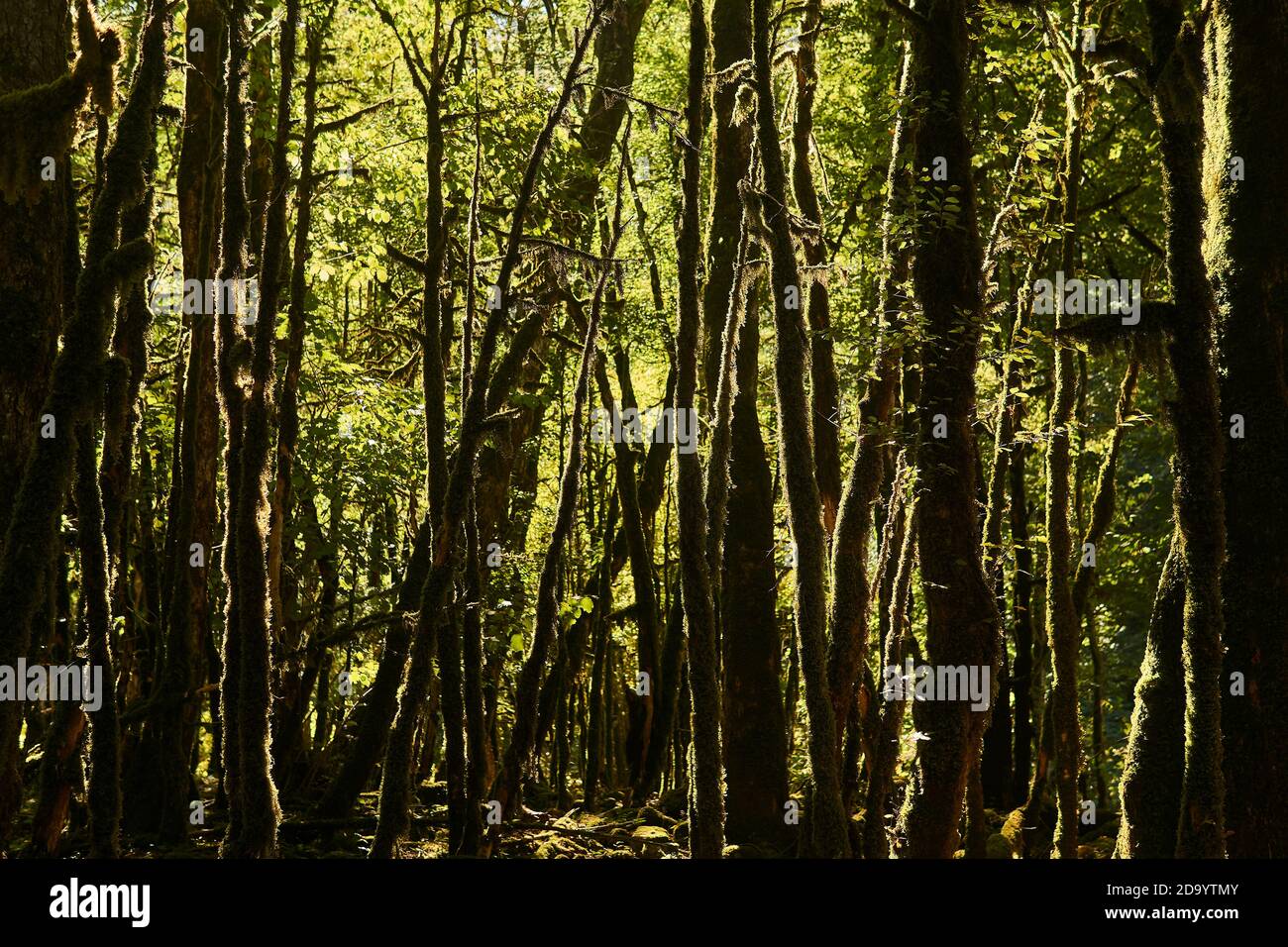 Alberi di muschio morti Buxus colchica nella foresta di bosso a causa dell'invasione della falena di bosso nel Caucaso, Russia Foto Stock