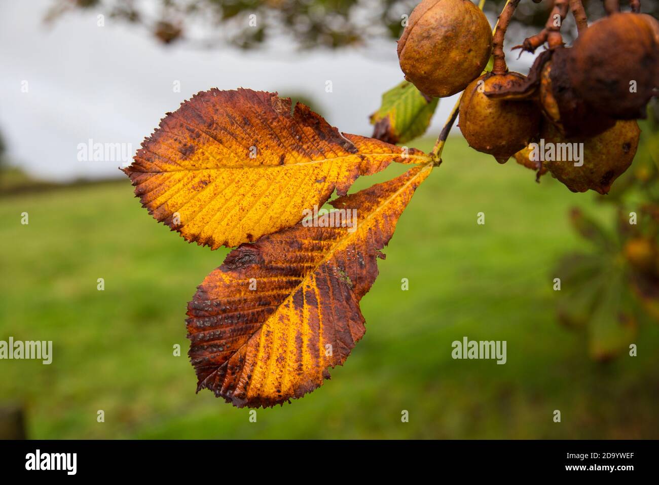L'autunno parte da un castagno di cavallo Foto Stock