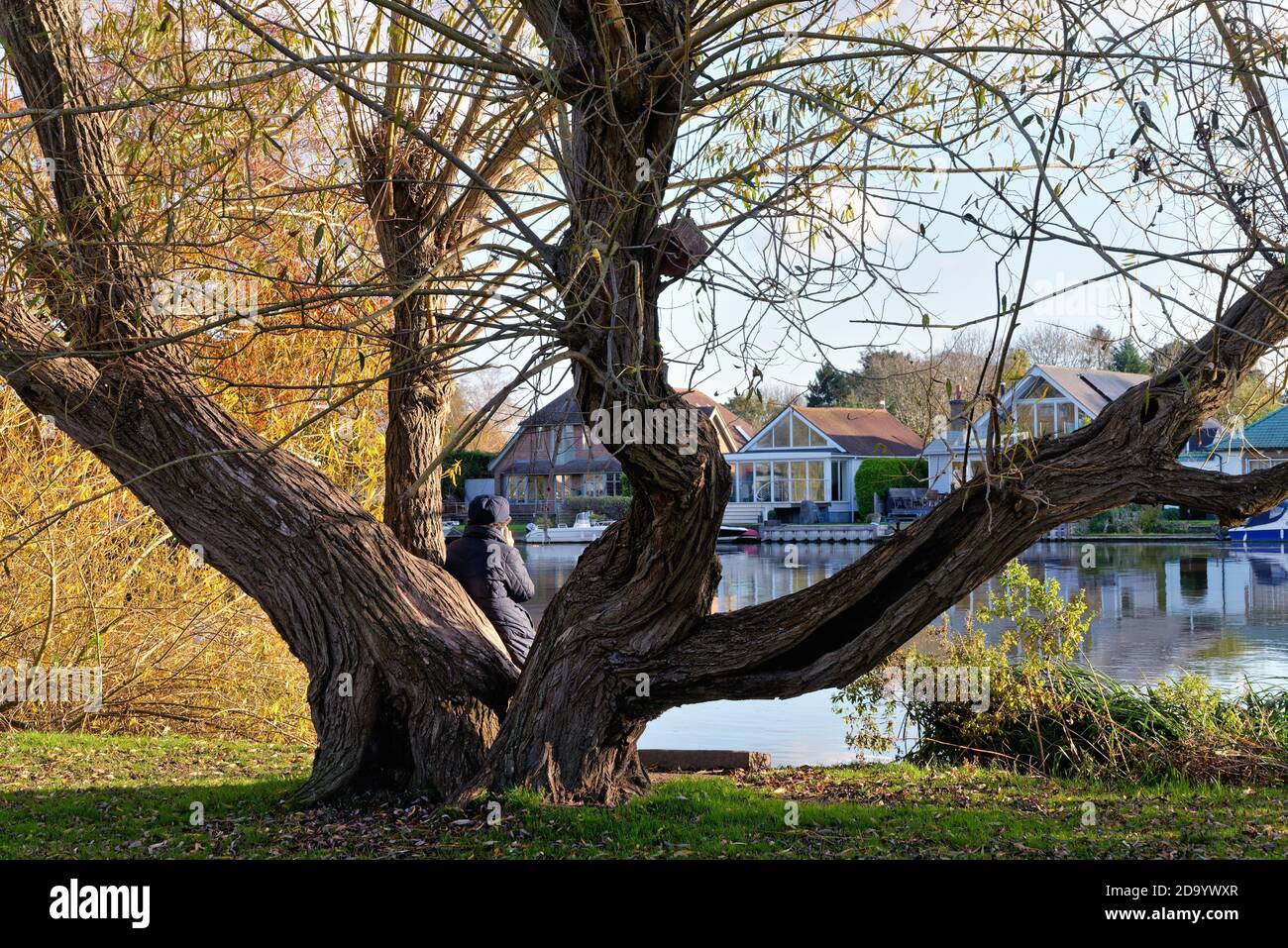 Una donna che utilizza un telefono cellulare mentre è seduta contro un willow Tree sul Tamigi a Shepperton su un Soleggiato giorno autunnale, Surrey Inghilterra UK Foto Stock