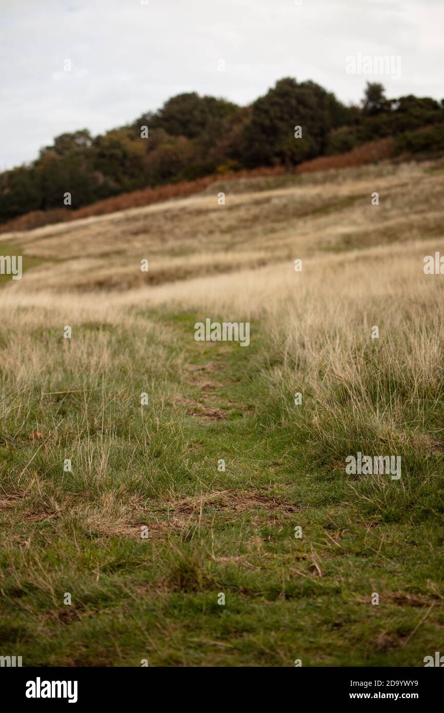 Un percorso attraverso l'erba lunga sulla cima di East Hill, Hastings Foto Stock