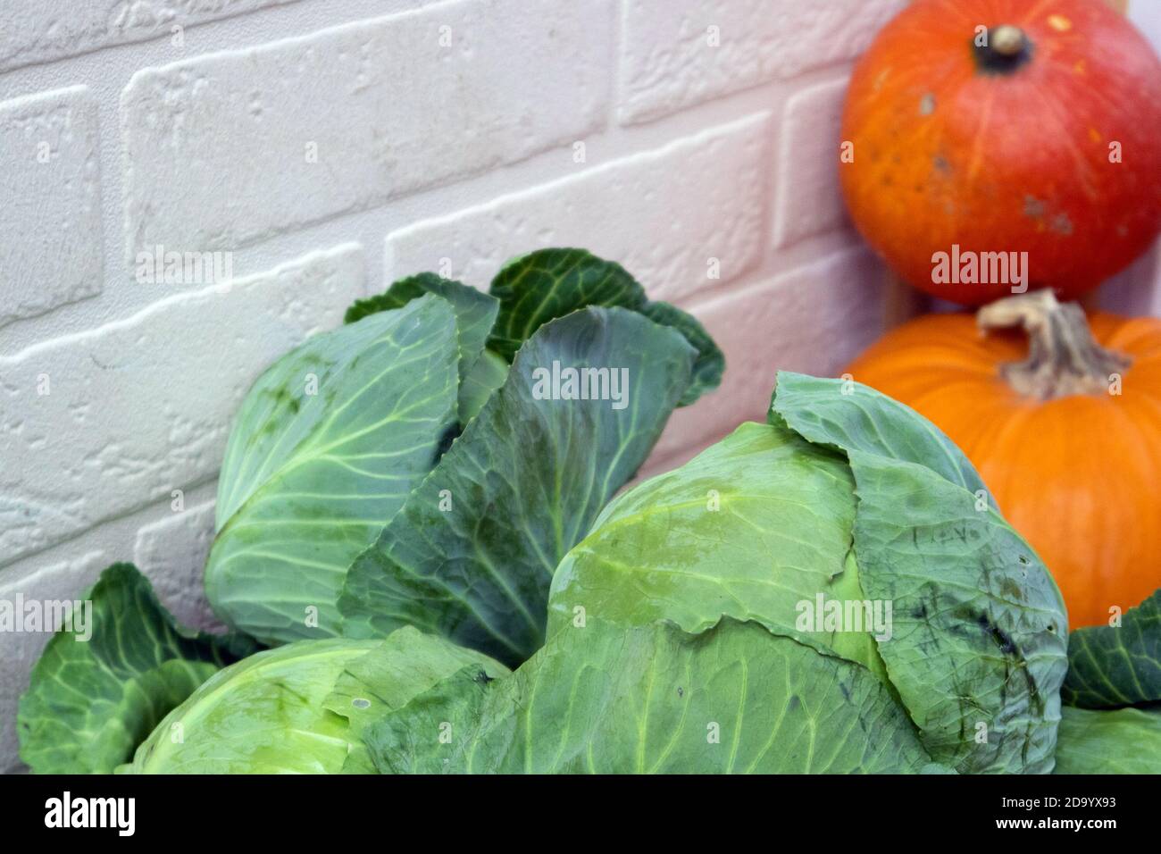 Un mucchio di teste di cavolo e poche zucche arancioni accatastate nel deposito di cibo vicino al muro bianco del mattone Foto Stock