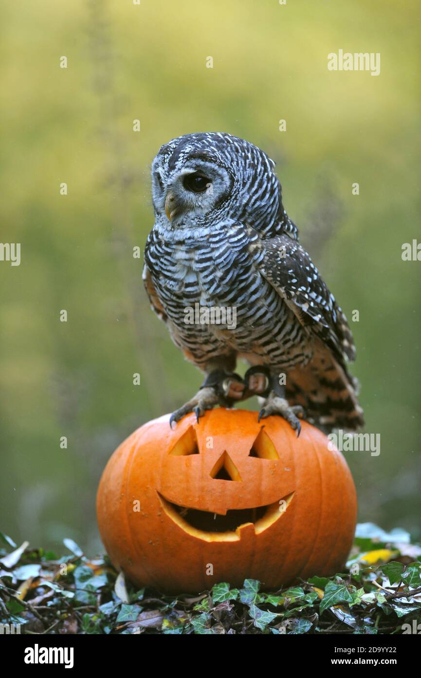 EVA il gufo chaco dall'Argentina da Birdland a Bourton-on-the-Water controlla un persico a tema Halloween. Foto Stock