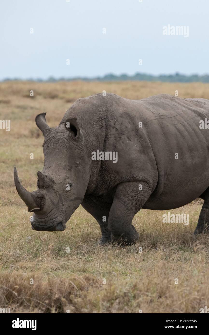 Africa, Kenya, Plateau di Laikipia, Conservatorio Ol Pejeta. Rinoceronte bianco meridionale aka rinoceronte quadrato (Ceratotherium simum simum) Foto Stock