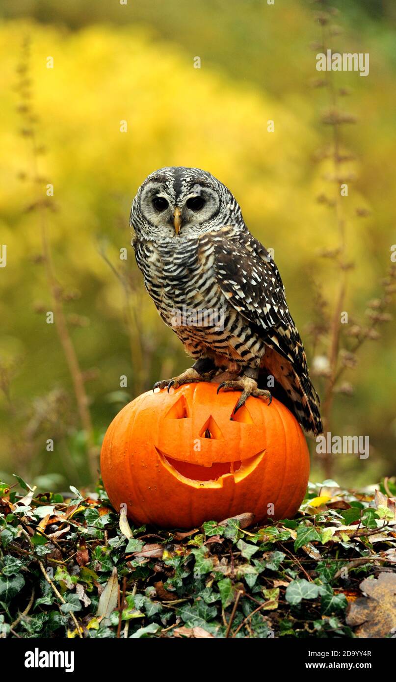 EVA il gufo chaco dall'Argentina da Birdland a Bourton-on-the-Water controlla un persico a tema Halloween. Foto Stock