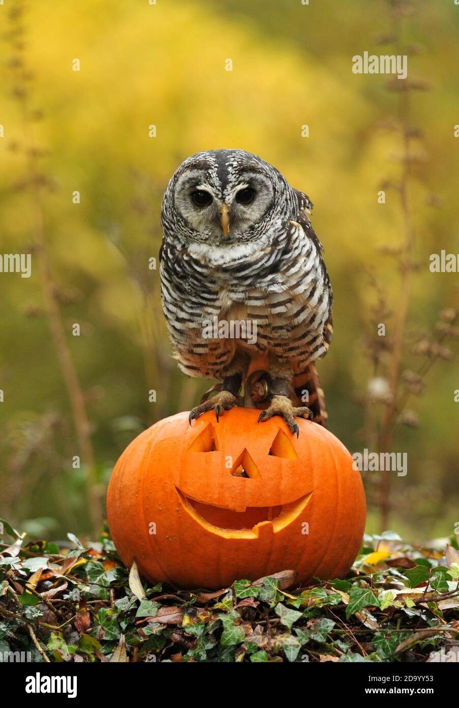 EVA il gufo chaco dall'Argentina da Birdland a Bourton-on-the-Water controlla un persico a tema Halloween. Foto Stock