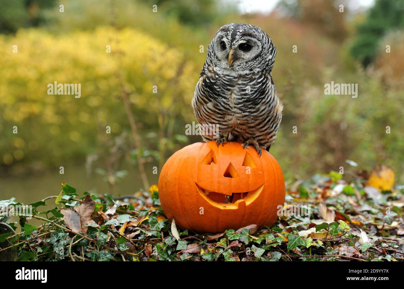 EVA il gufo chaco dall'Argentina da Birdland a Bourton-on-the-Water controlla un persico a tema Halloween. Foto Stock