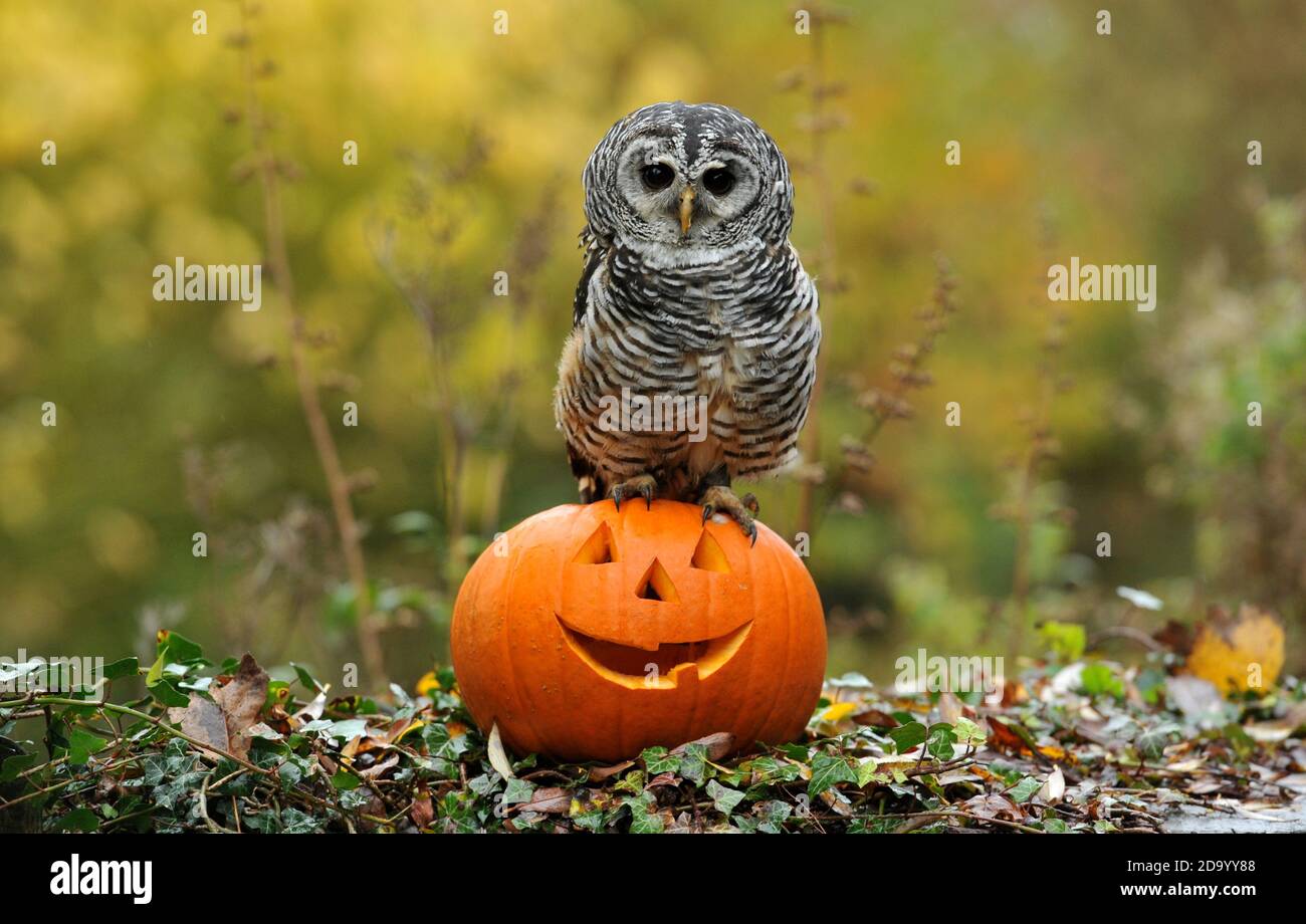 EVA il gufo chaco dall'Argentina da Birdland a Bourton-on-the-Water controlla un persico a tema Halloween. Come gufo interattivo del parco, Eva è mi Foto Stock