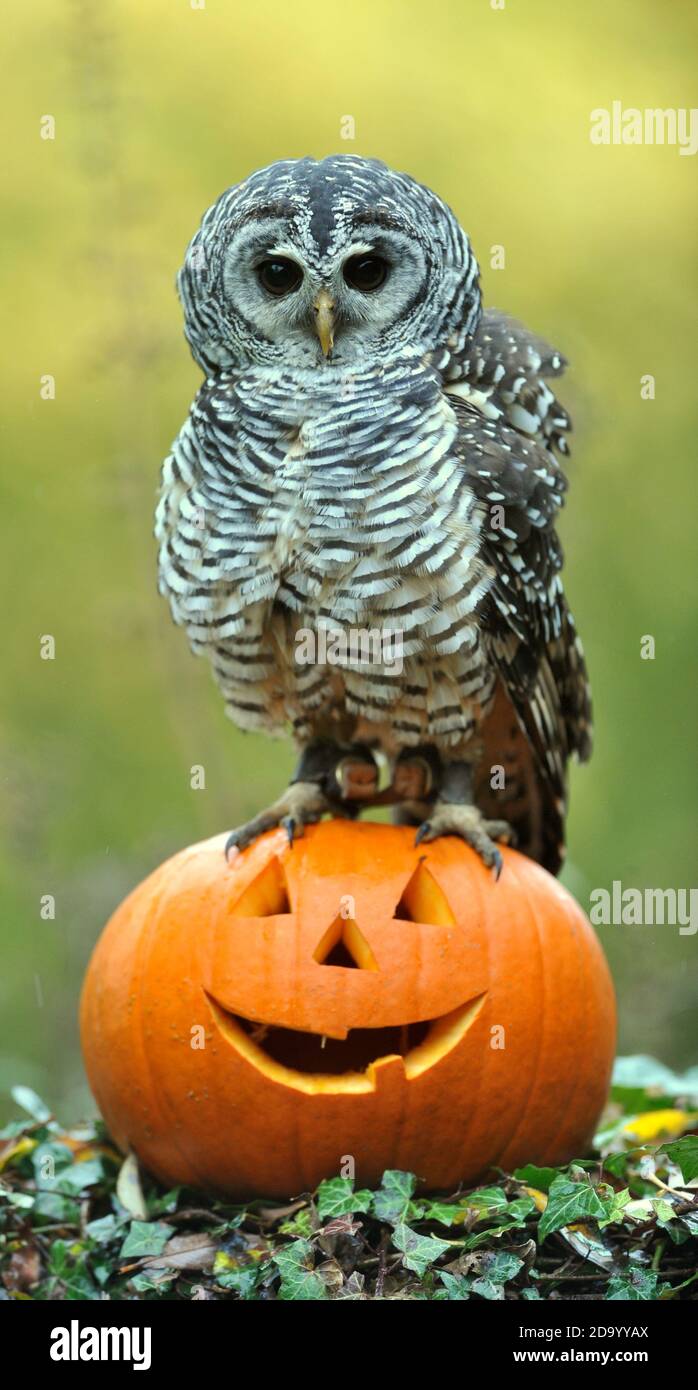 EVA il gufo chaco dall'Argentina da Birdland a Bourton-on-the-Water controlla un persico a tema Halloween. Come gufo interattivo del parco, Eva è mi Foto Stock