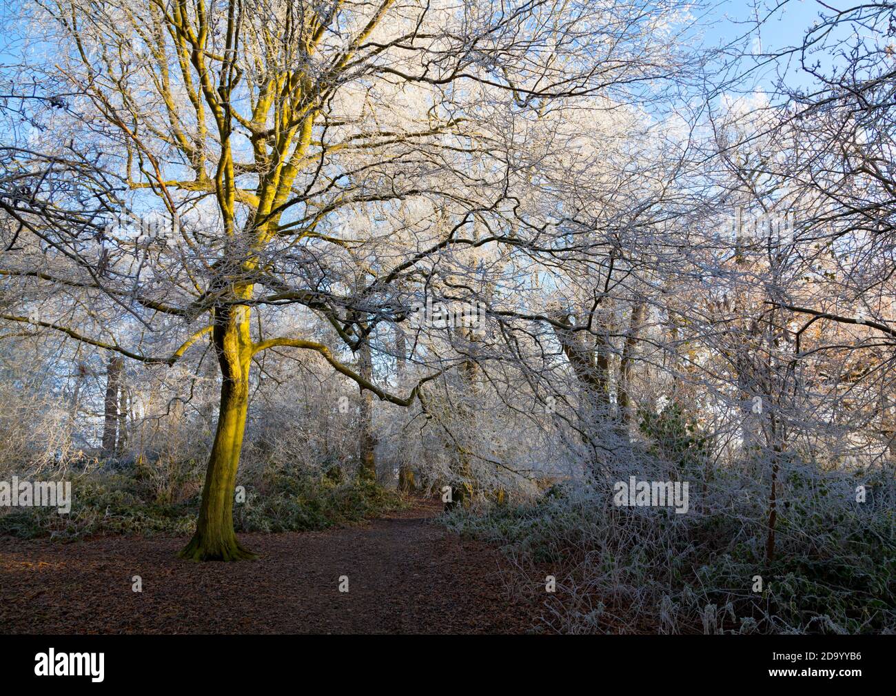 Foresta in grip inverni Foto Stock