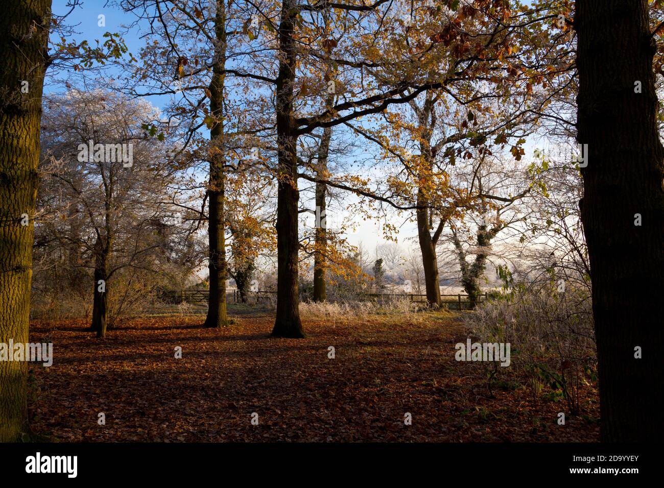 La mattina presto la scena della foresta Foto Stock