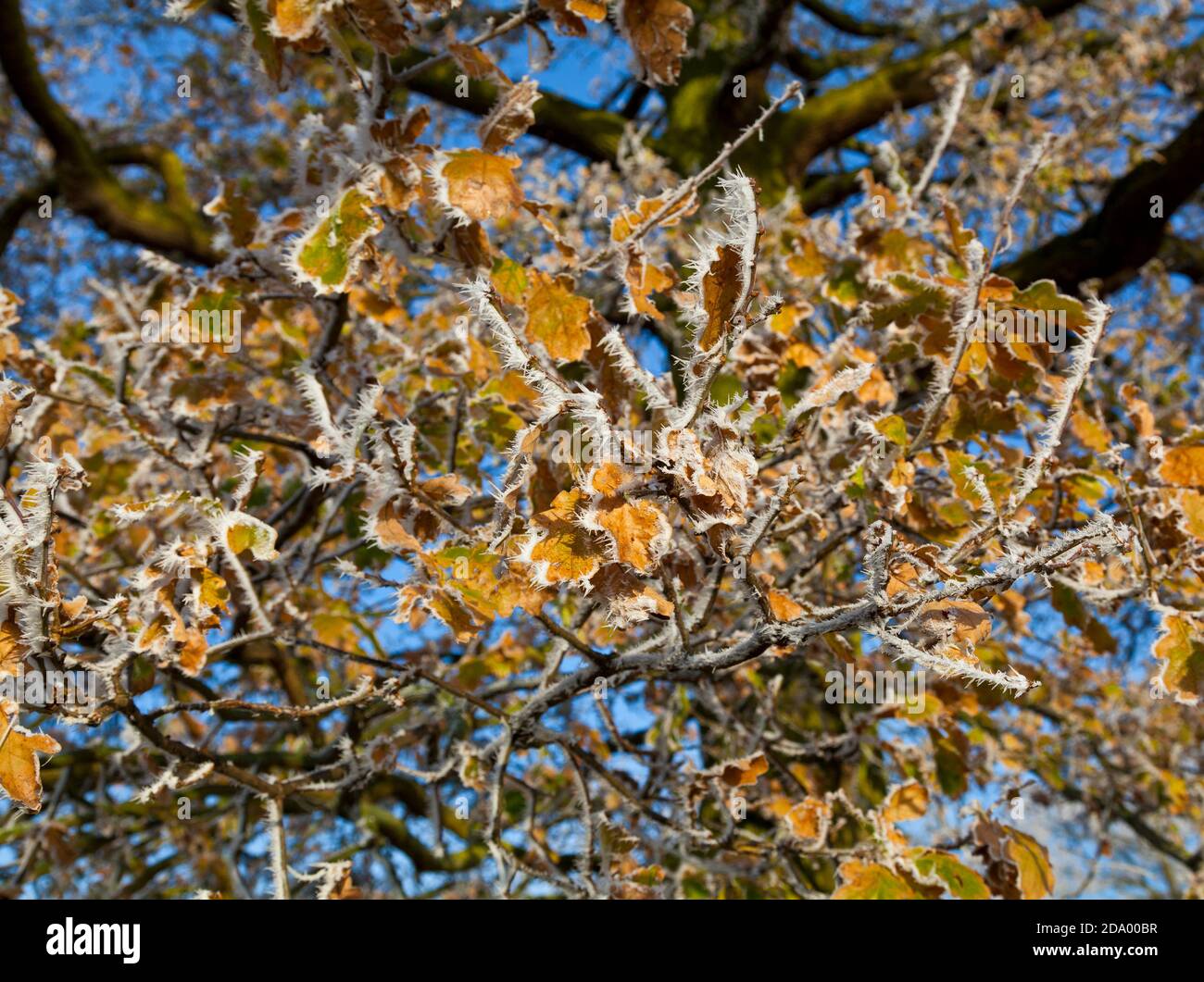 Foglie di albero nella presa degli inverni Foto Stock