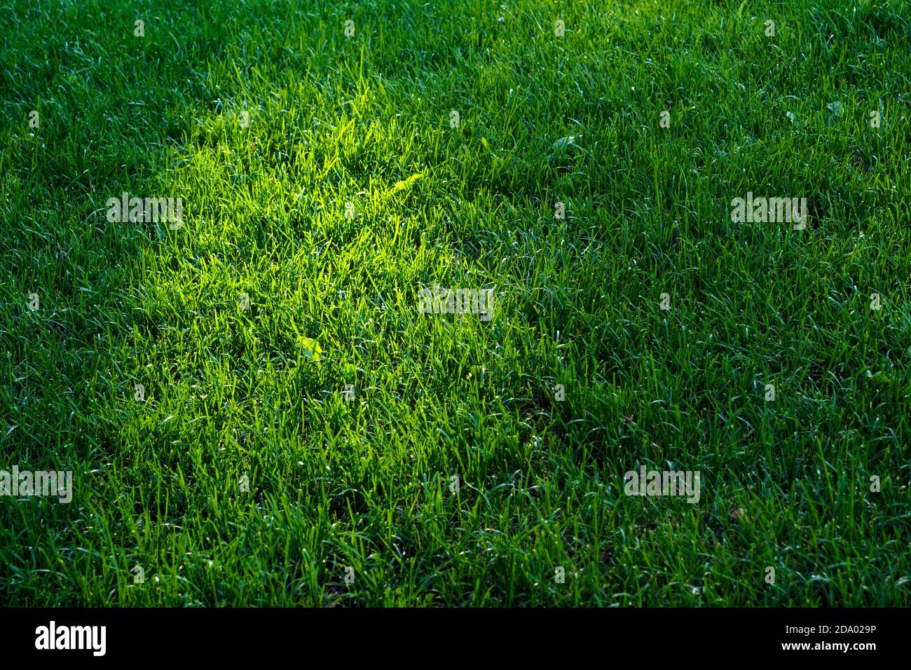 Prato verde, sfondo erba, fuoco selettivo, spazio copia. Foto Stock