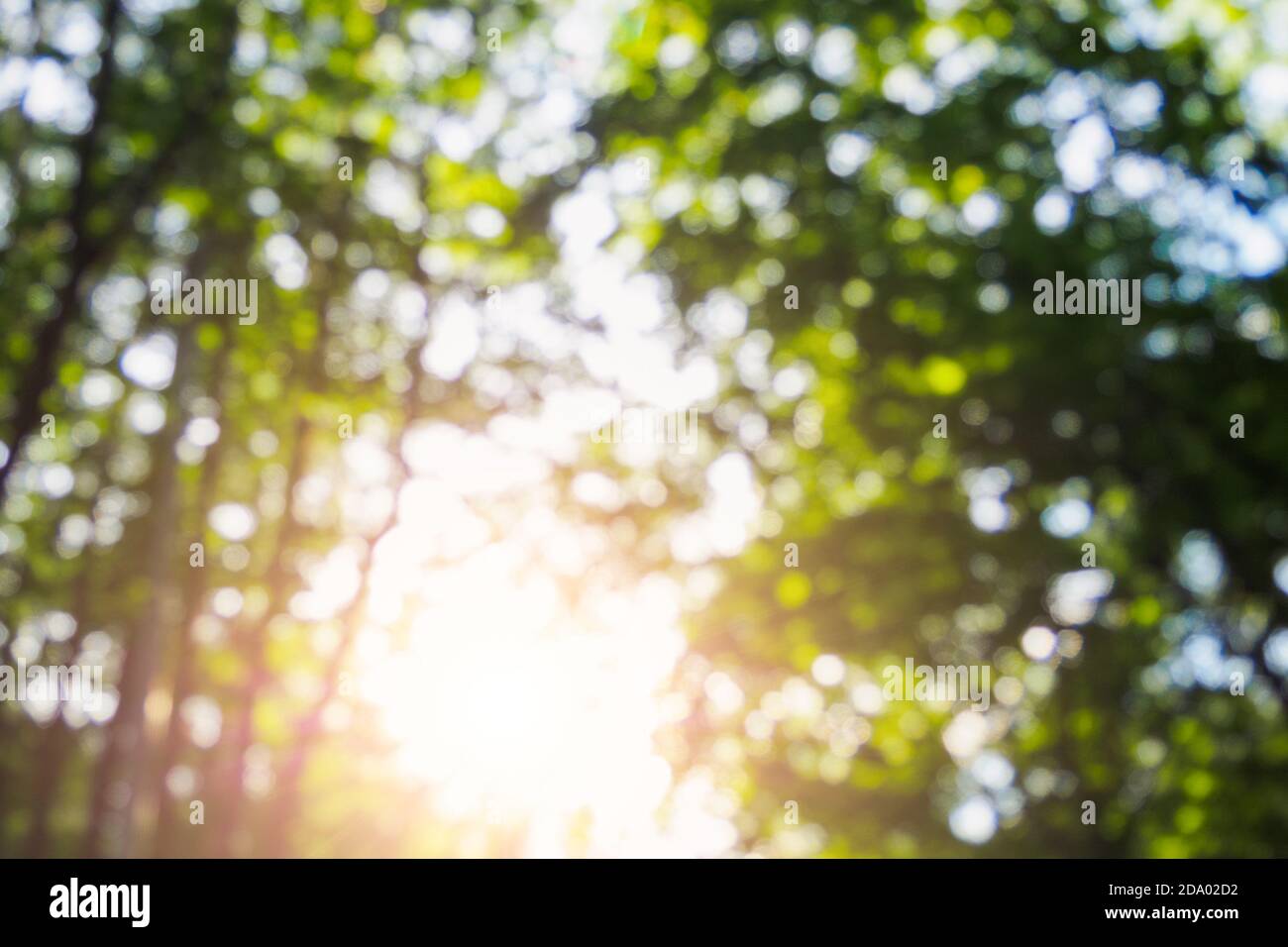 Sfondo offuscato di sole splende attraverso verde fogliame di alberi in foresta il giorno d'estate Foto Stock