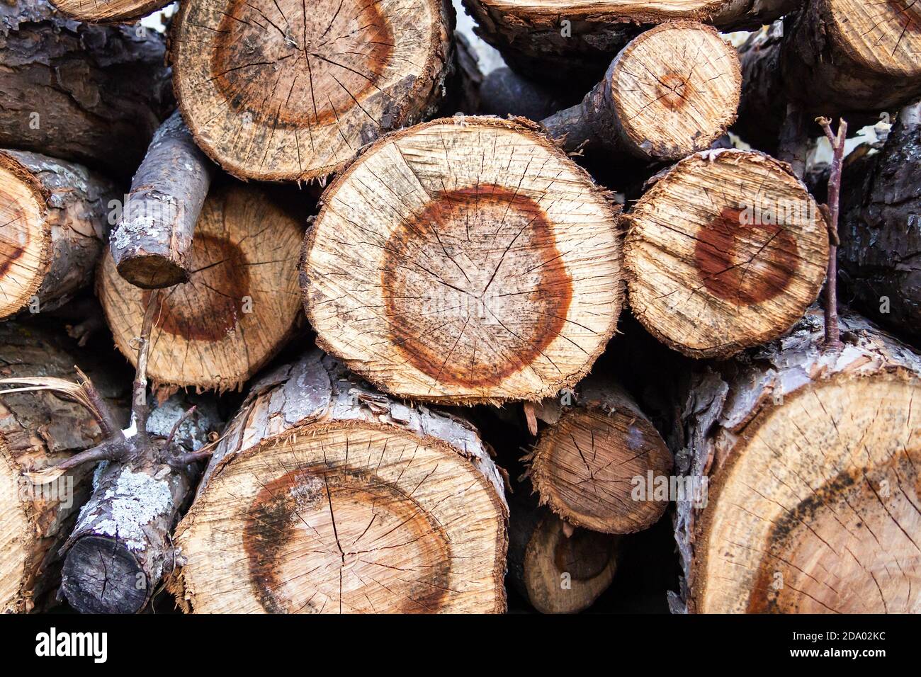 sfondo naturale testurizzato di tronchi di legno, cumulo di vari tronchi di legno Foto Stock