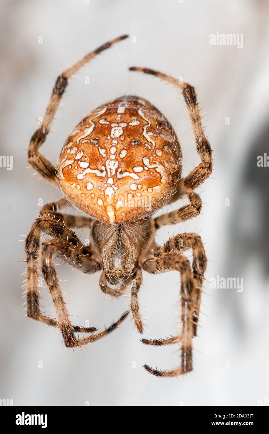 Vista ravvicinata, ragno da giardino europeo, Araneus diadematus, su una parete bianca Foto Stock