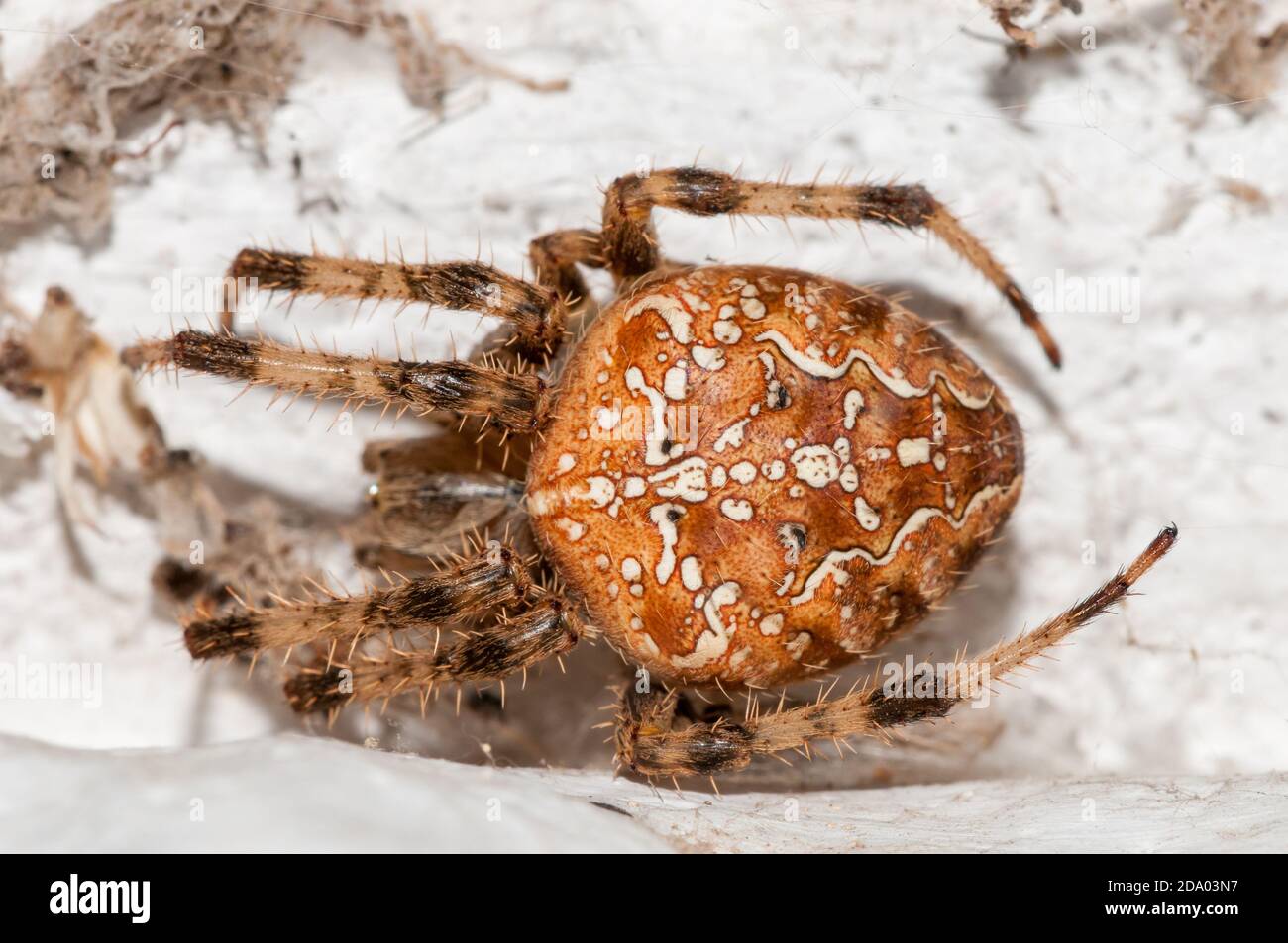 Vista ravvicinata, ragno da giardino europeo, Araneus diadematus, su una parete bianca Foto Stock