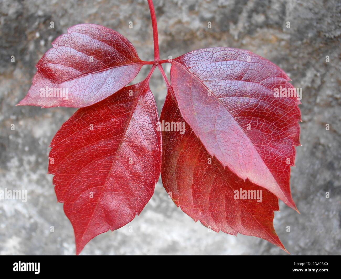 Foglie rosse con sfondo vecchio muro, macro foglie rosse, foglie autunnali, foglie rosse con motivi, macrofotografia, immagine stock Foto Stock