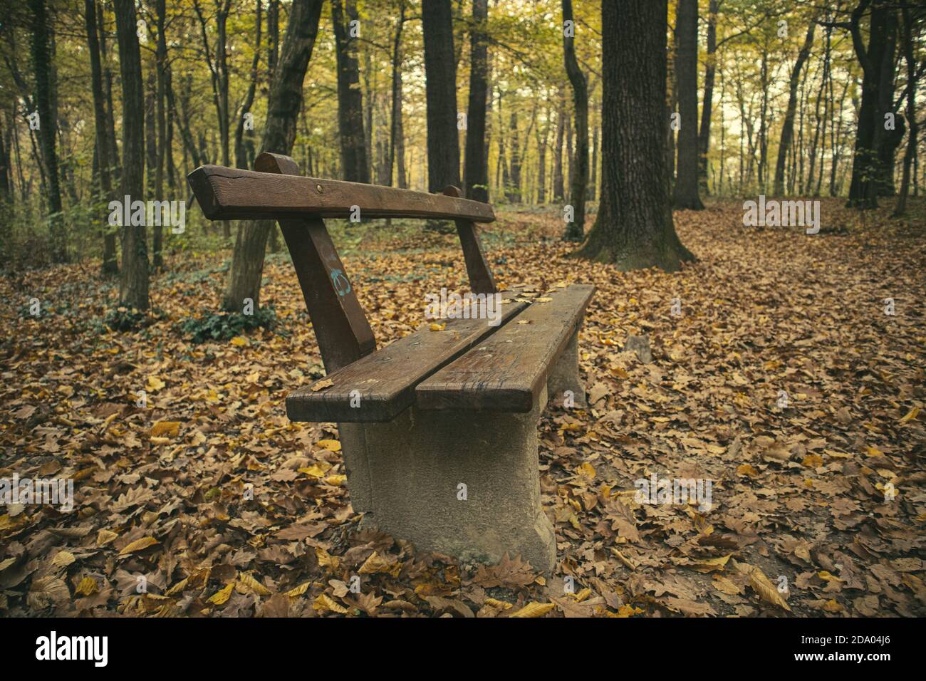Fotografia di una panca vuota nel bosco. Foto Stock