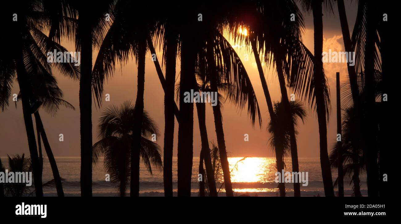 tramonto e alberi di palma mare Foto Stock