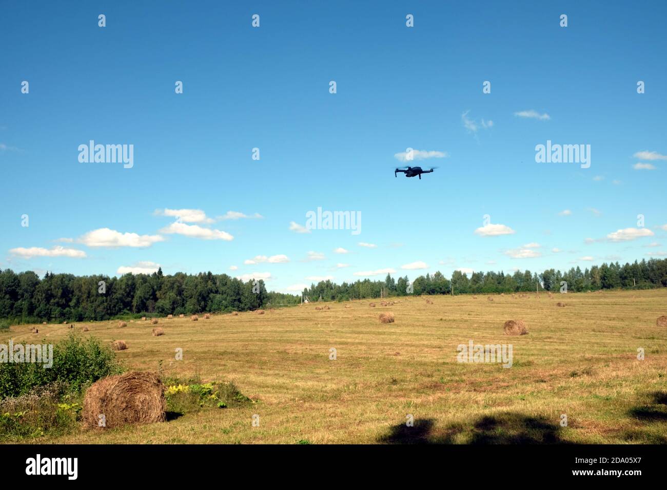 Vista dal suolo al drone in volo sopra campo falciato con molti fiocchi di fieno rotolati sotto il cielo blu con nuvole bianche chiare in estate soleggiata e luminosa Foto Stock