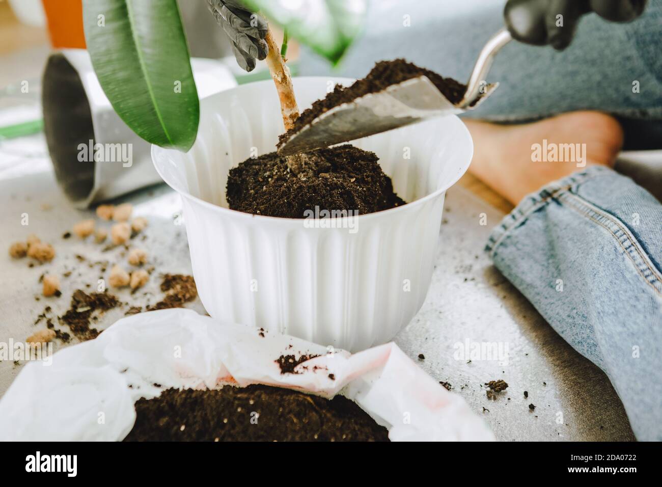 donna trapiantando fiori in vasi più grandi a casa Foto Stock