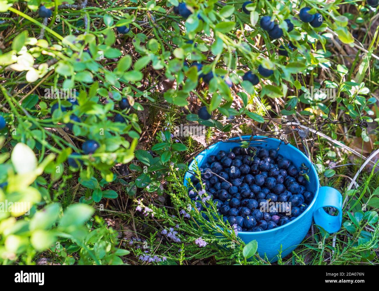 Mirtilli raccolti in una tazza, foresta ancora vita . Regione di Leningrad. Foto Stock