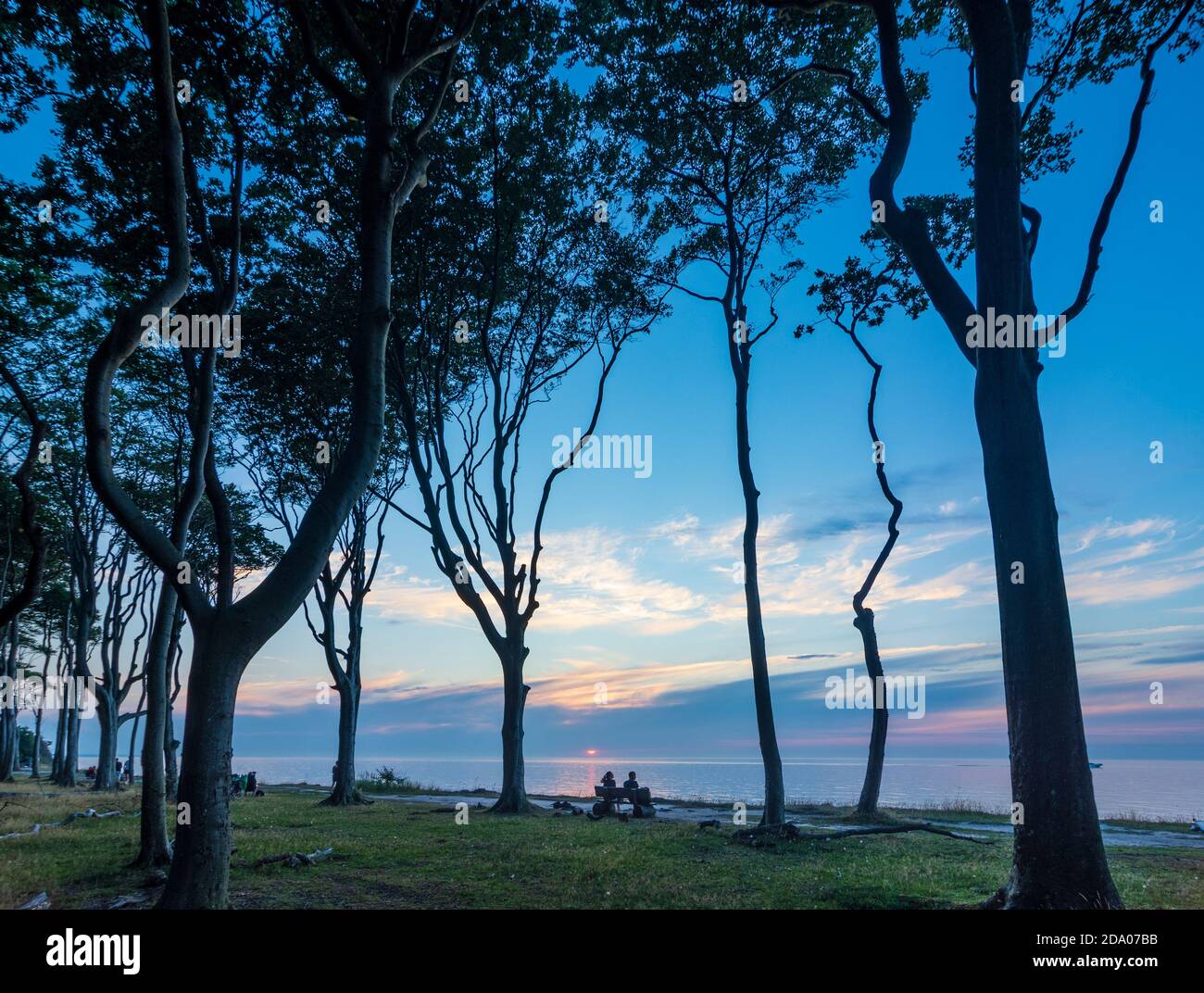 Nienhagen: Ripide scogliere con Ghost Wood (Gespensterwald), Mar Baltico, tramonto, Ostsee (Mar Baltico), Meclemburgo-Vorpommern, Germania Foto Stock