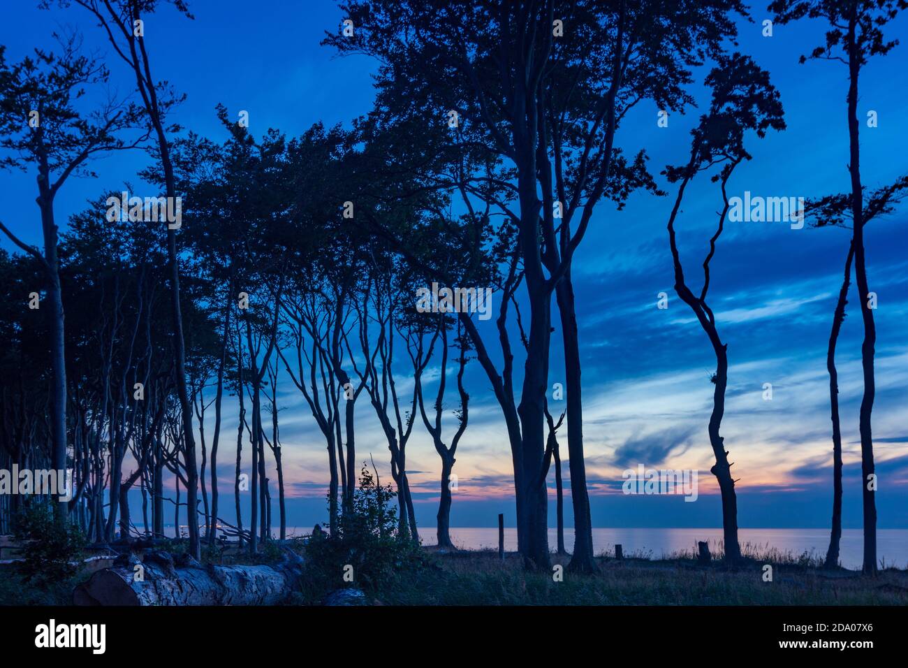 Nienhagen: Ripide scogliere con Ghost Wood (Gespensterwald), Mar Baltico, tramonto, Ostsee (Mar Baltico), Meclemburgo-Vorpommern, Germania Foto Stock