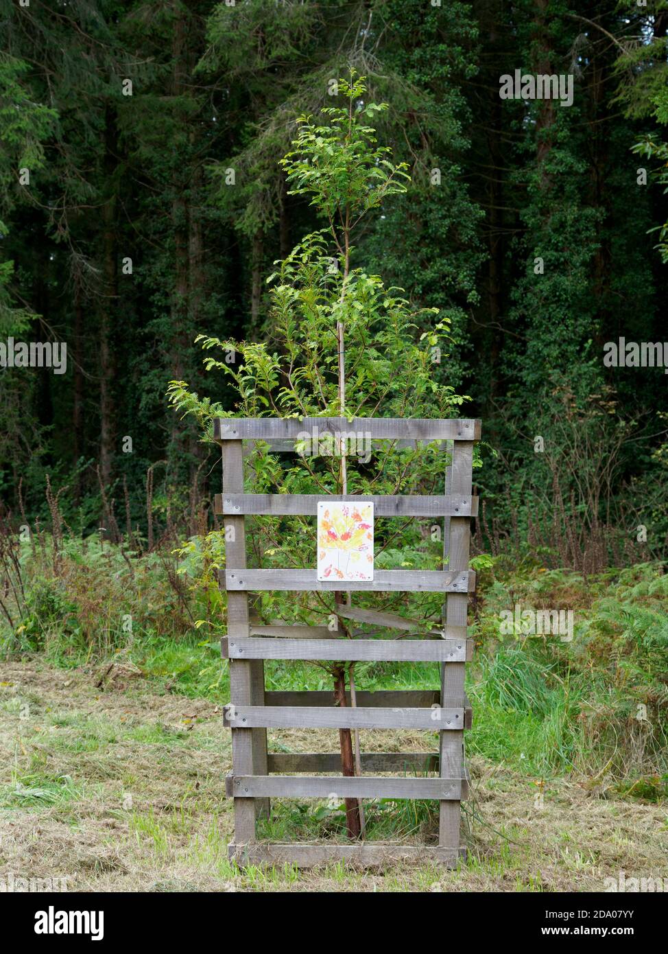 Albero piantato come parte del nuovo viale alberato piantato il 9 dicembre 2019 che segna il 100 ° anniversario della Commissione forestale, Eggesford Forest, Dev Foto Stock