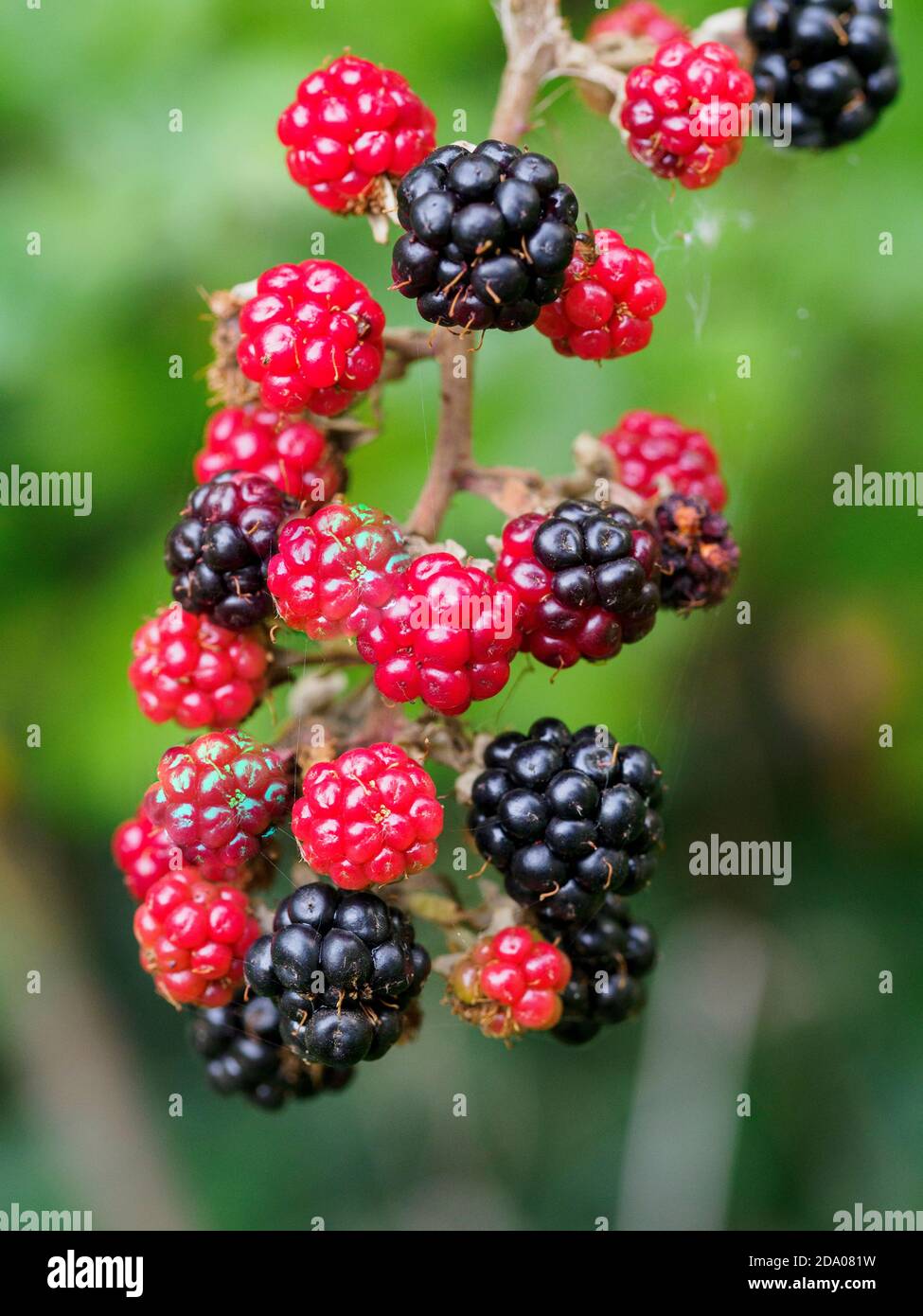 Bacche nere che crescono selvatiche, Devon, Regno Unito Foto Stock