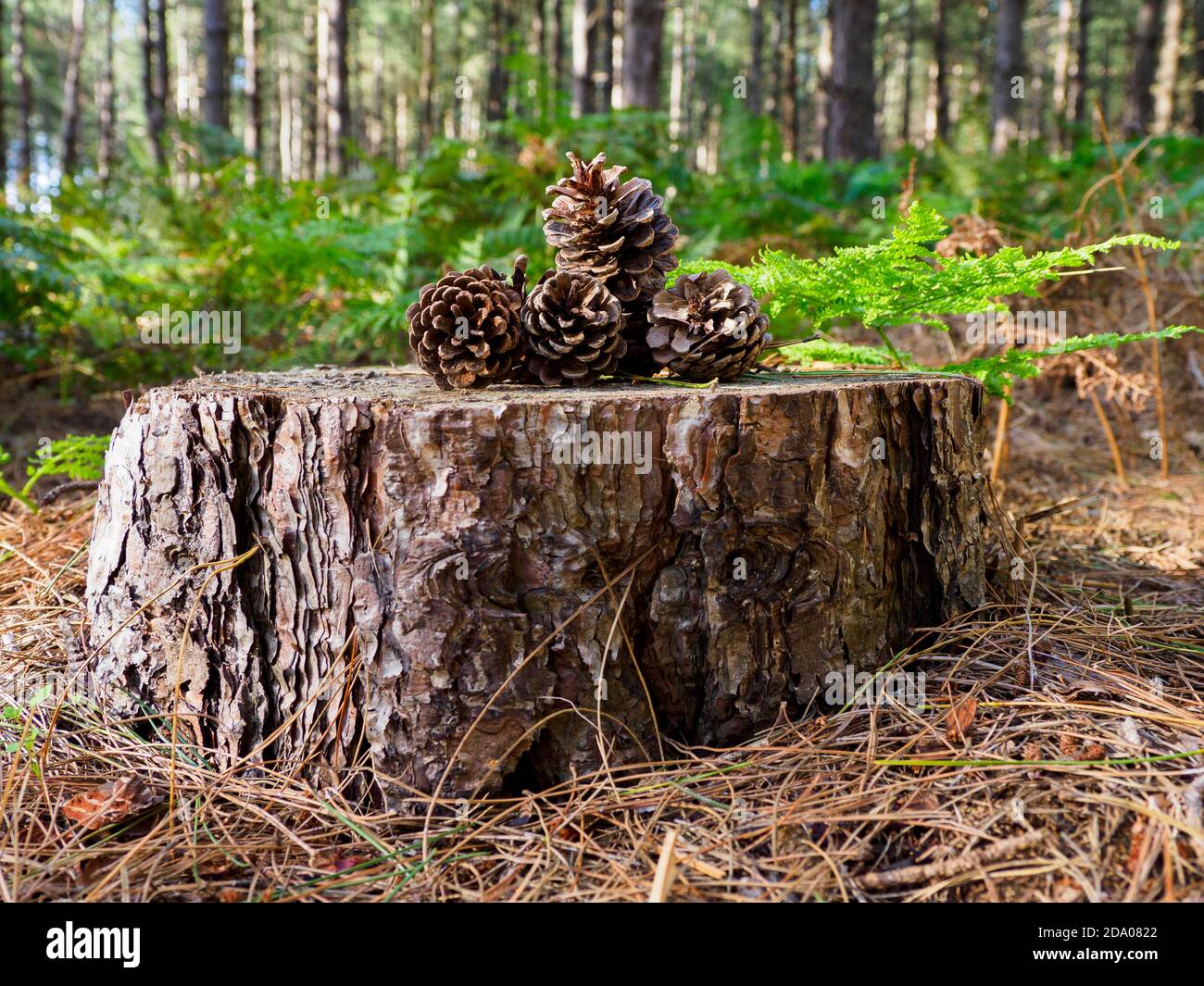 Coni di pino su un ceppo nel bosco, Thetford Forest, Norfolk, UK Foto Stock