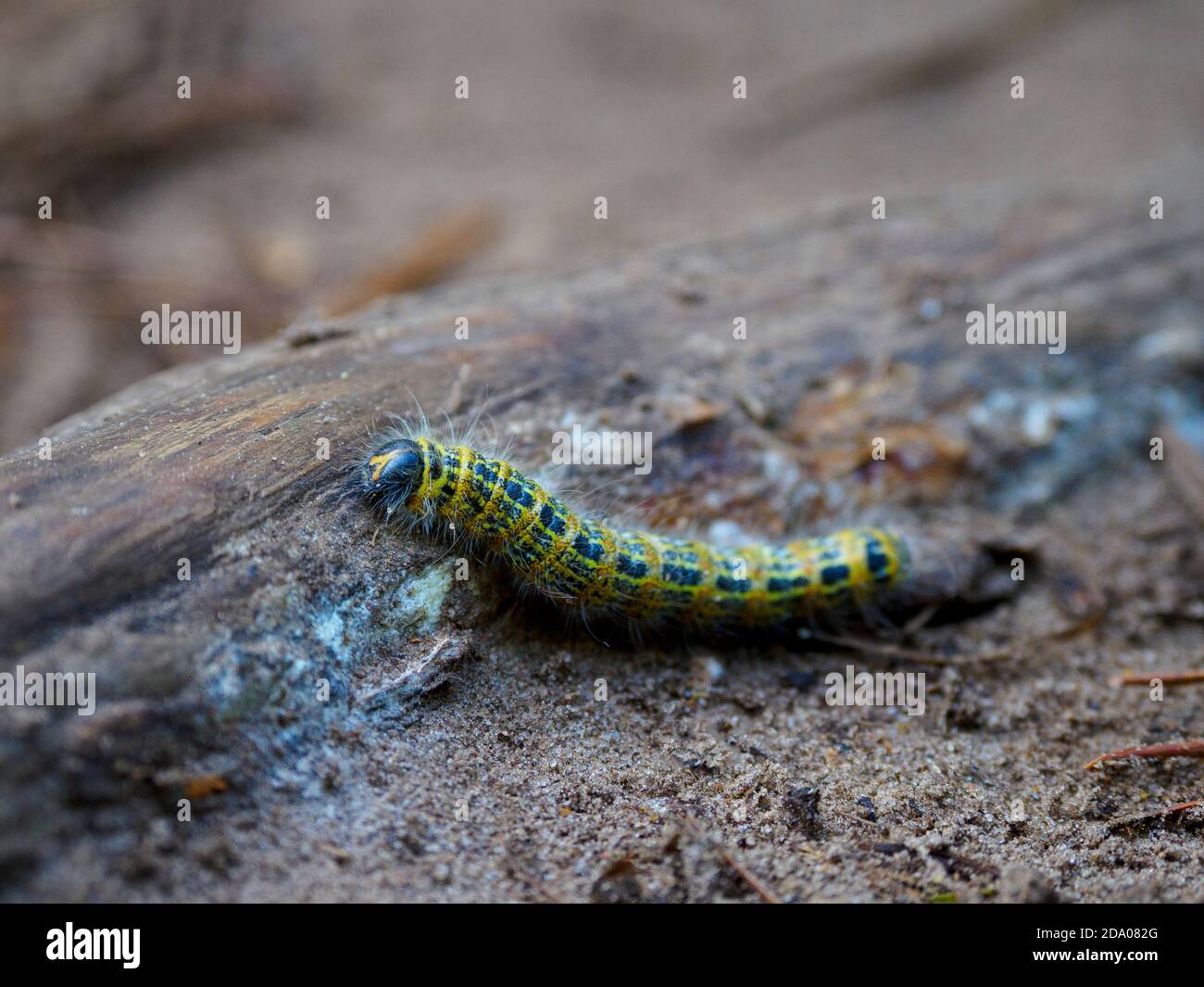 moth caterpillar, Norfolk, Regno Unito Foto Stock