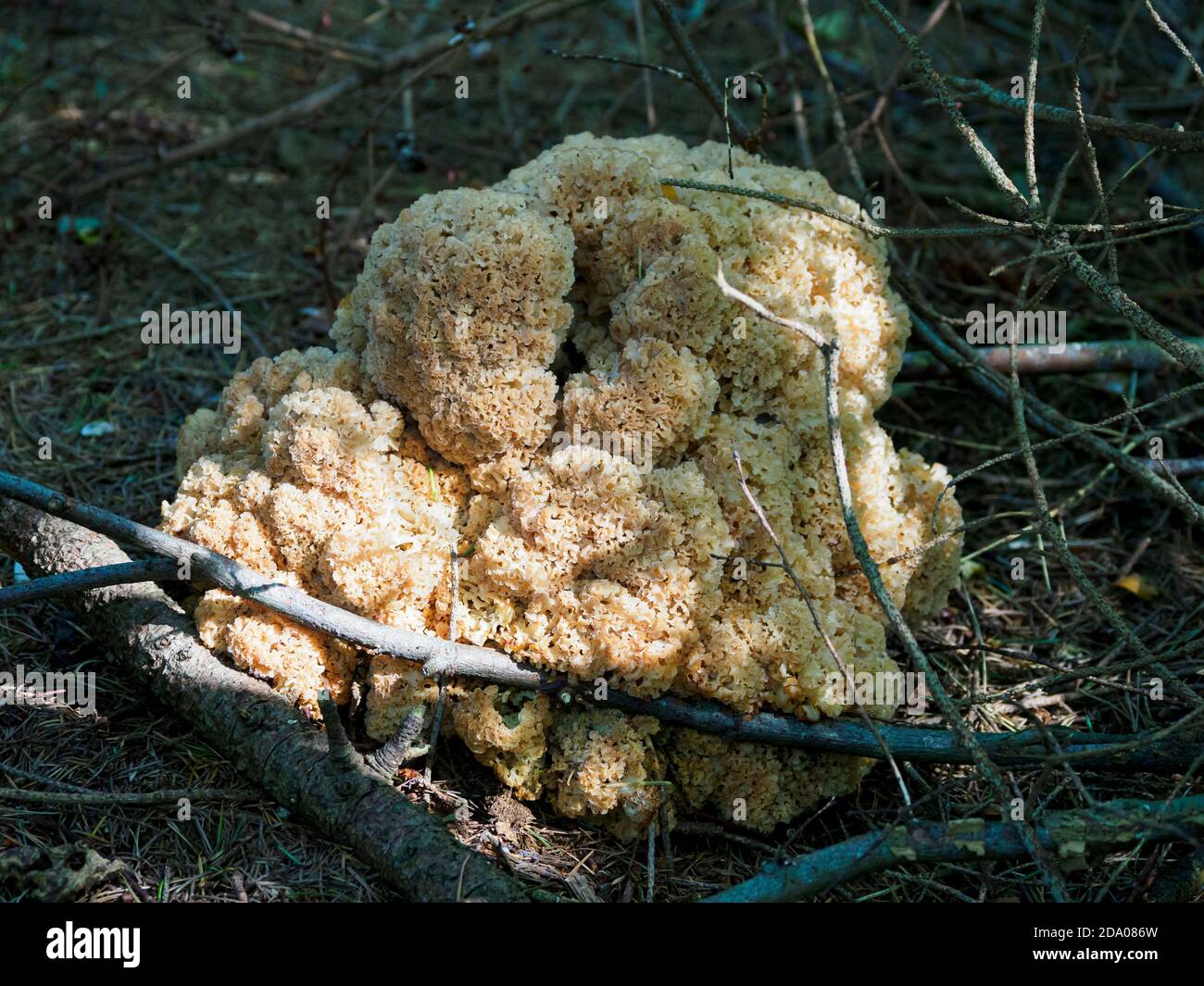 Sparassis crisspa, Cauliflower Fungus, Norfolk, Regno Unito Foto Stock
