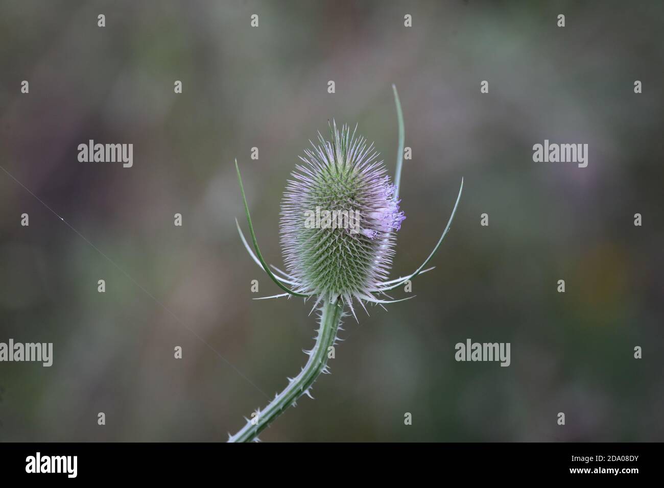 Fiore del Teasel Selvaggio Foto Stock