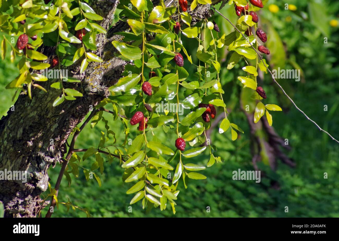 L'albero di jujube (ziziphos jujuba) o la data cinese nella campagna della Sardegna Foto Stock