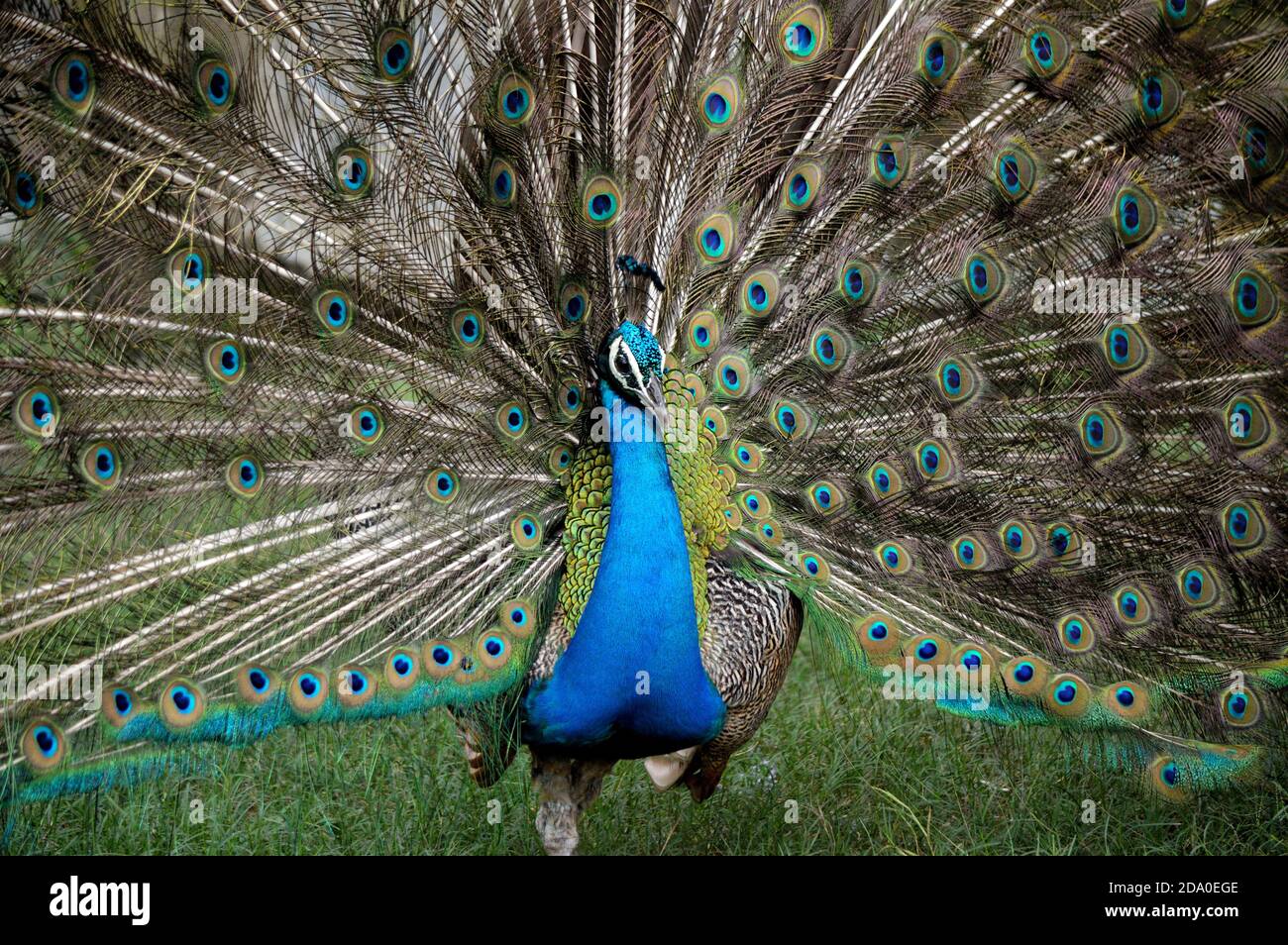 Peacock Bird sta ballando sul campo Foto Stock