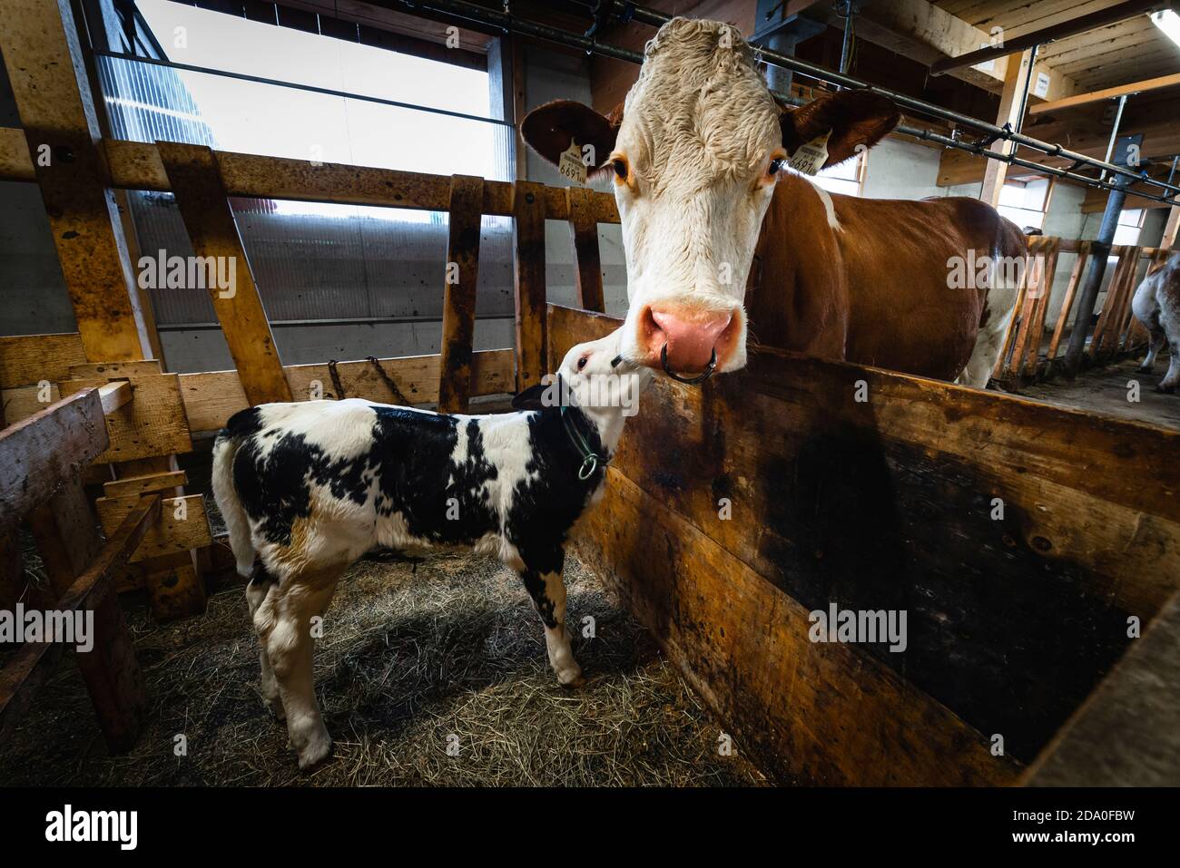 Un vitello di una settimana e la madre mucca si trovano insieme nel Corral in un capanno di mucca su un'Alp, Ackernalm, Tirolo, Austria Foto Stock